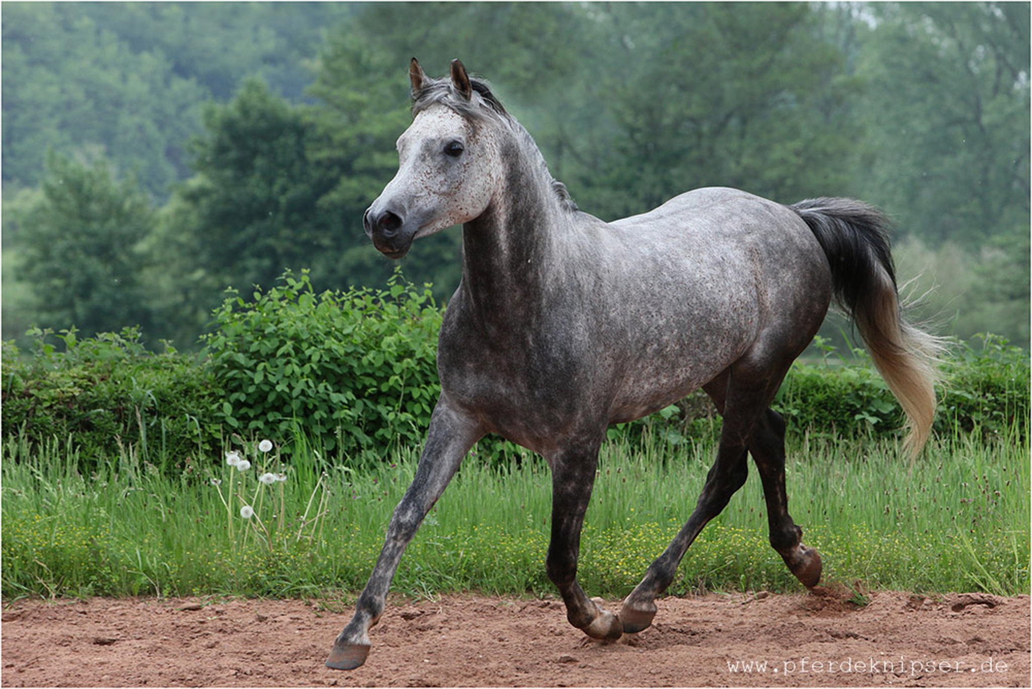 Arabertag 6000178993 o