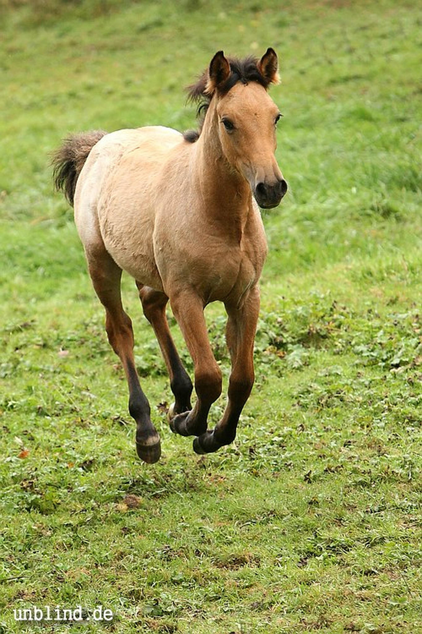 Arabische kinder 01 6239726469 o