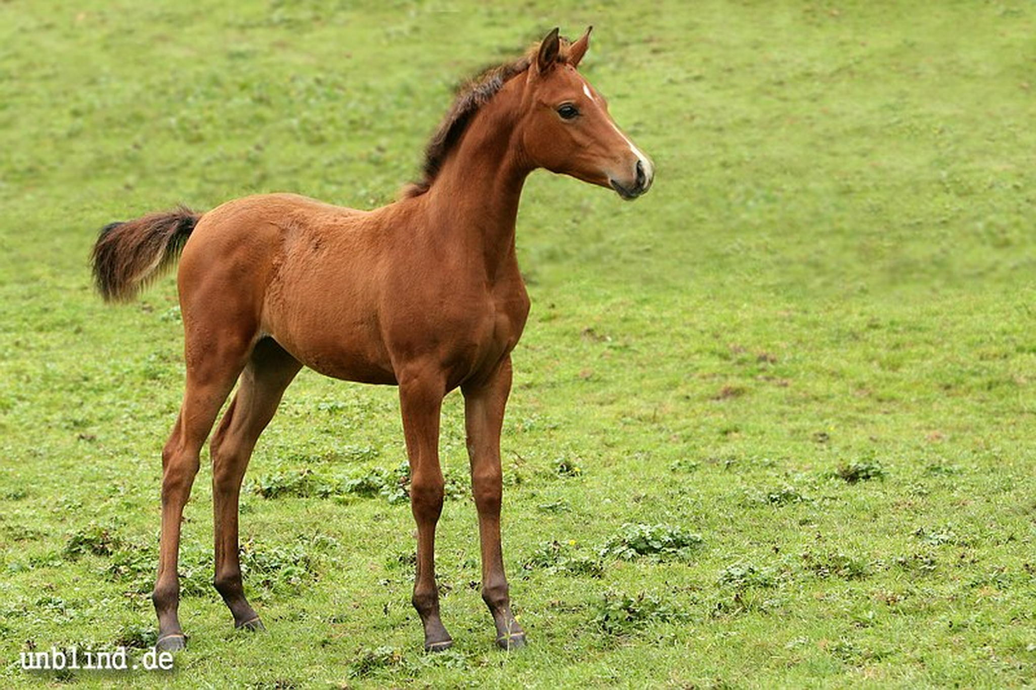 Arabische kinder 02 6239726533 o