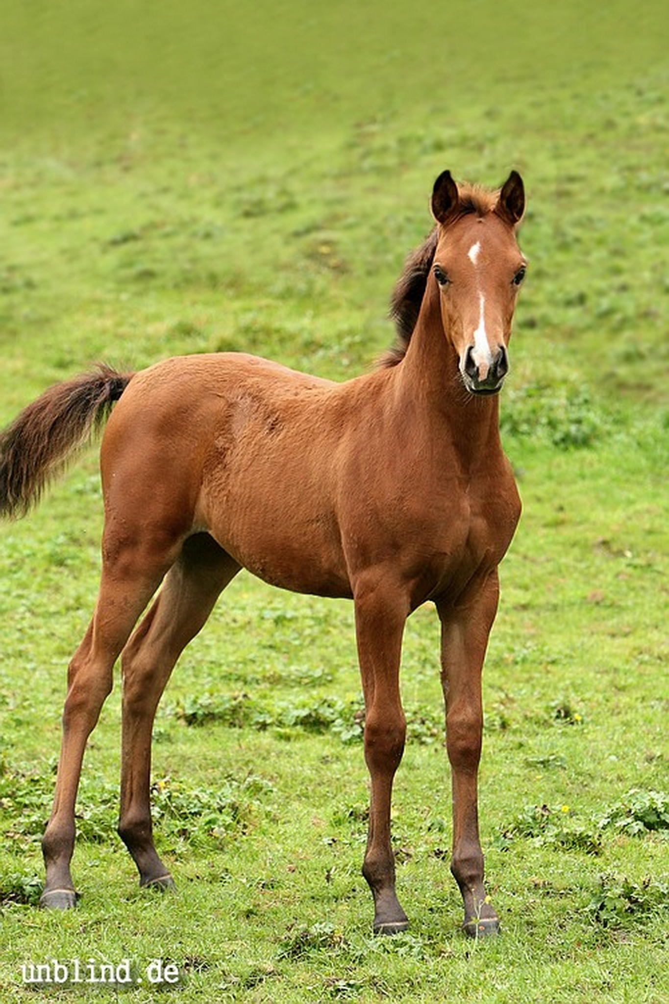 Arabische kinder 03 6240244712 o