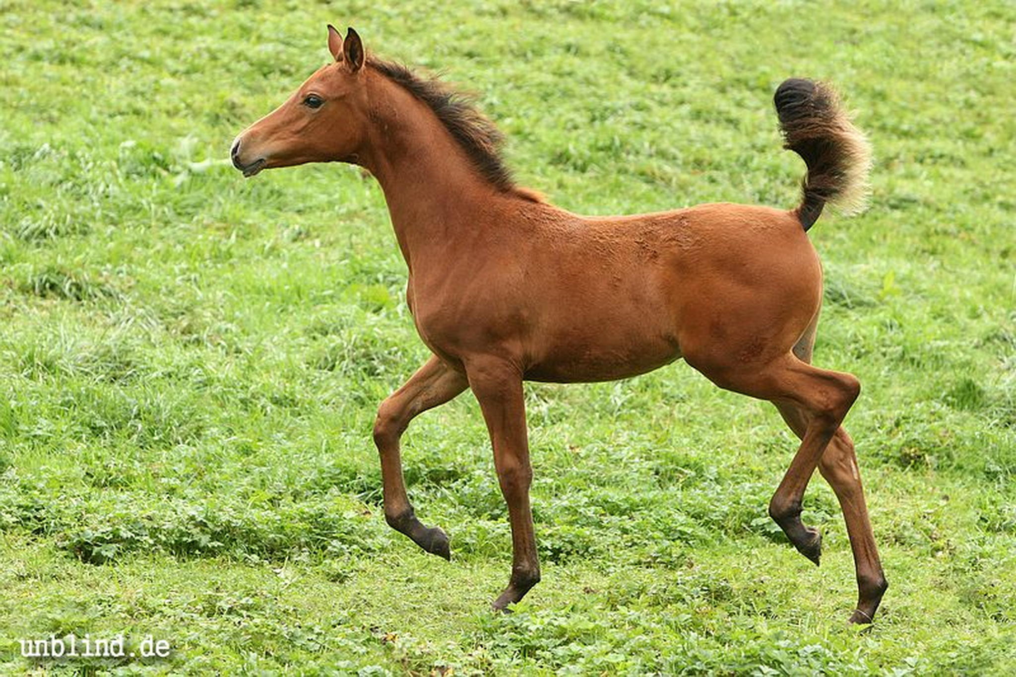 Arabische kinder 04 6239726651 o