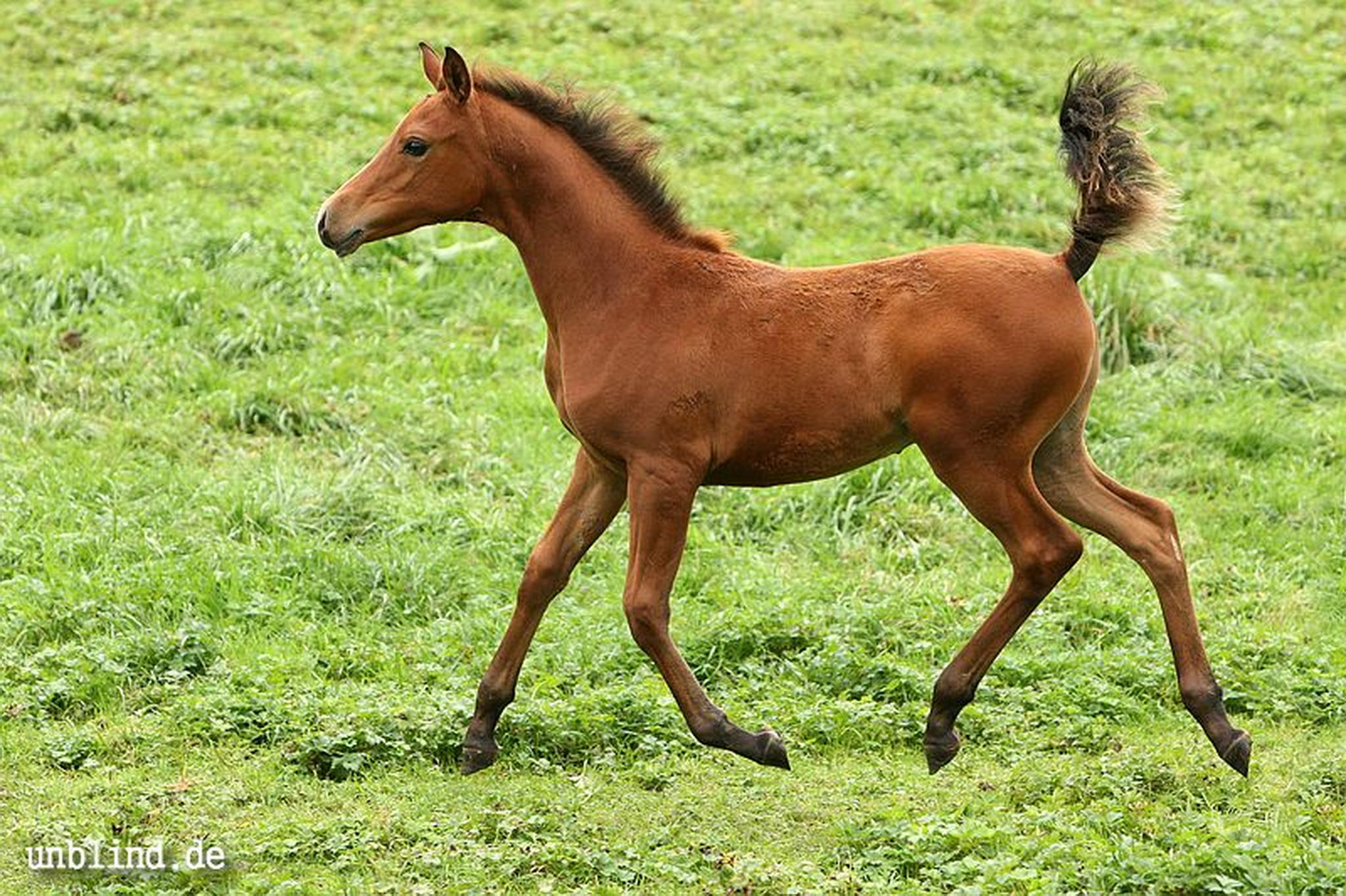 Arabische kinder 05 6239726711 o