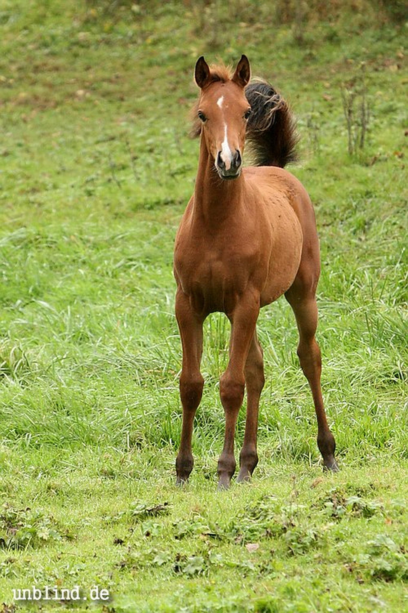 Arabische kinder 06 6239726765 o