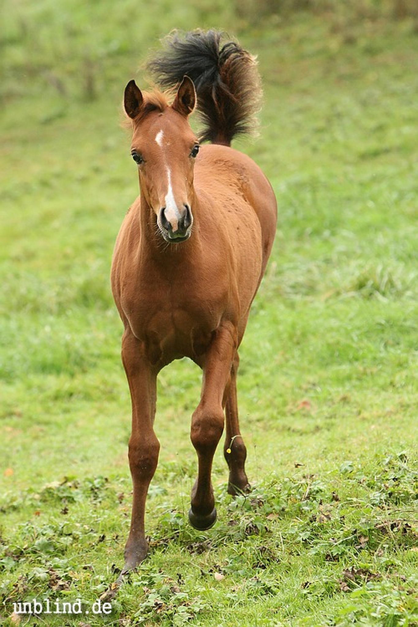 Arabische kinder 07 6240244896 o