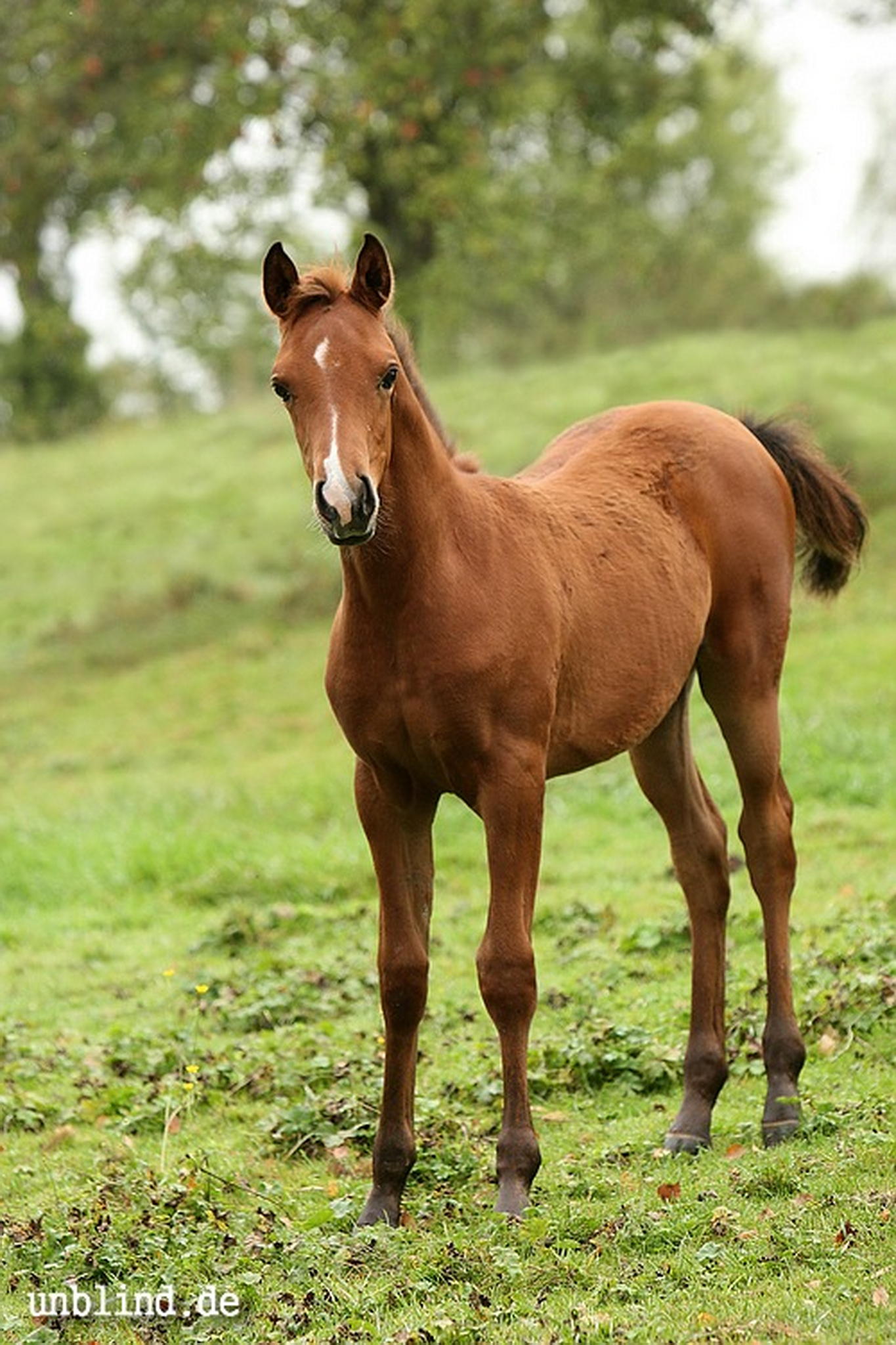 Arabische kinder 08 6240245010 o