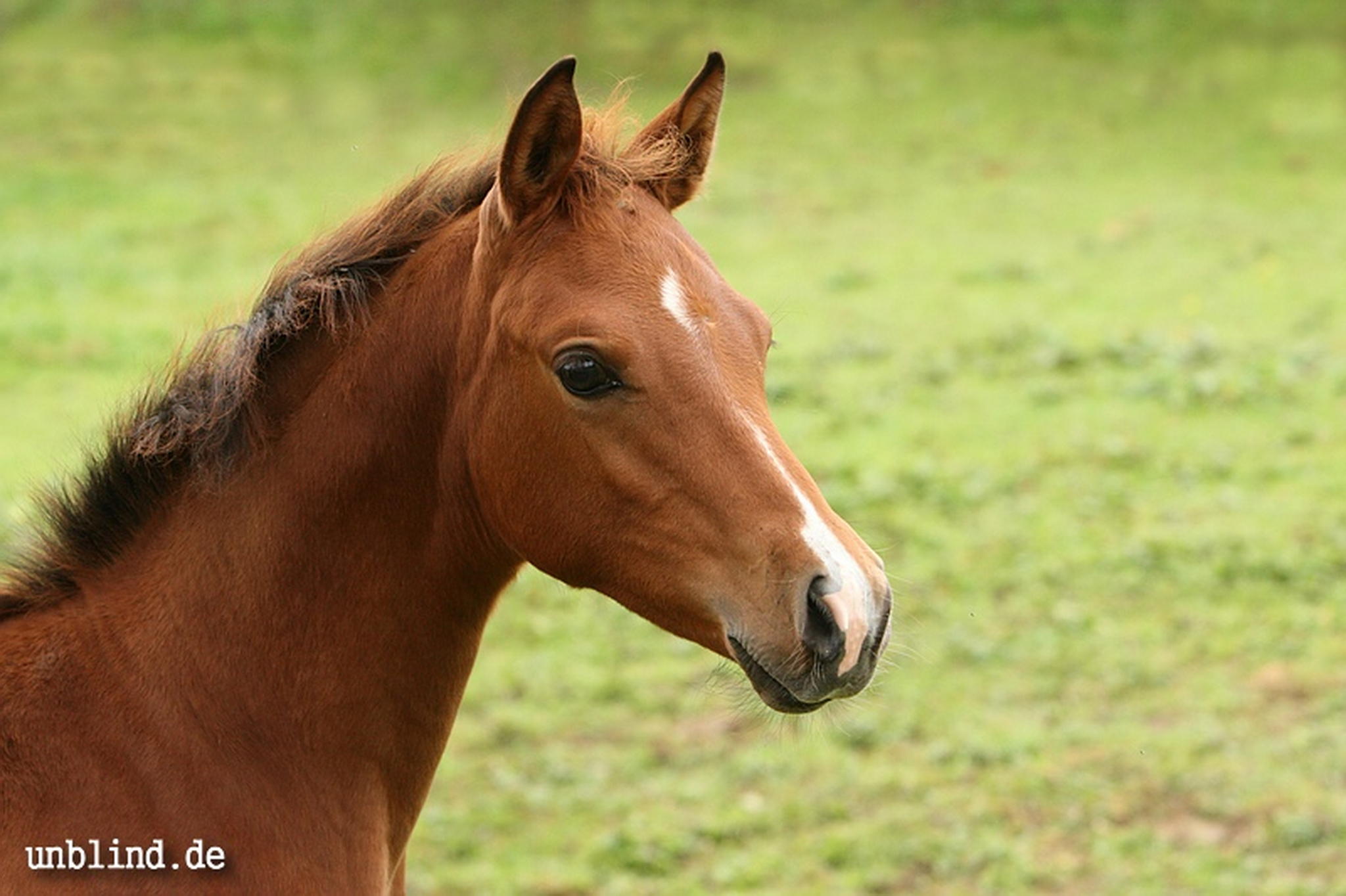 Arabische kinder 10 6239727083 o