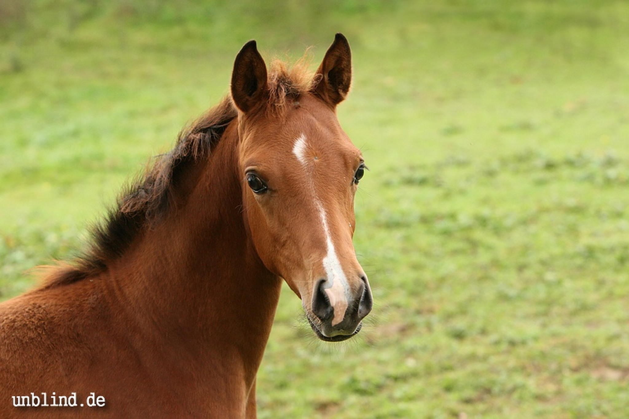 Arabische kinder 11 6239727143 o