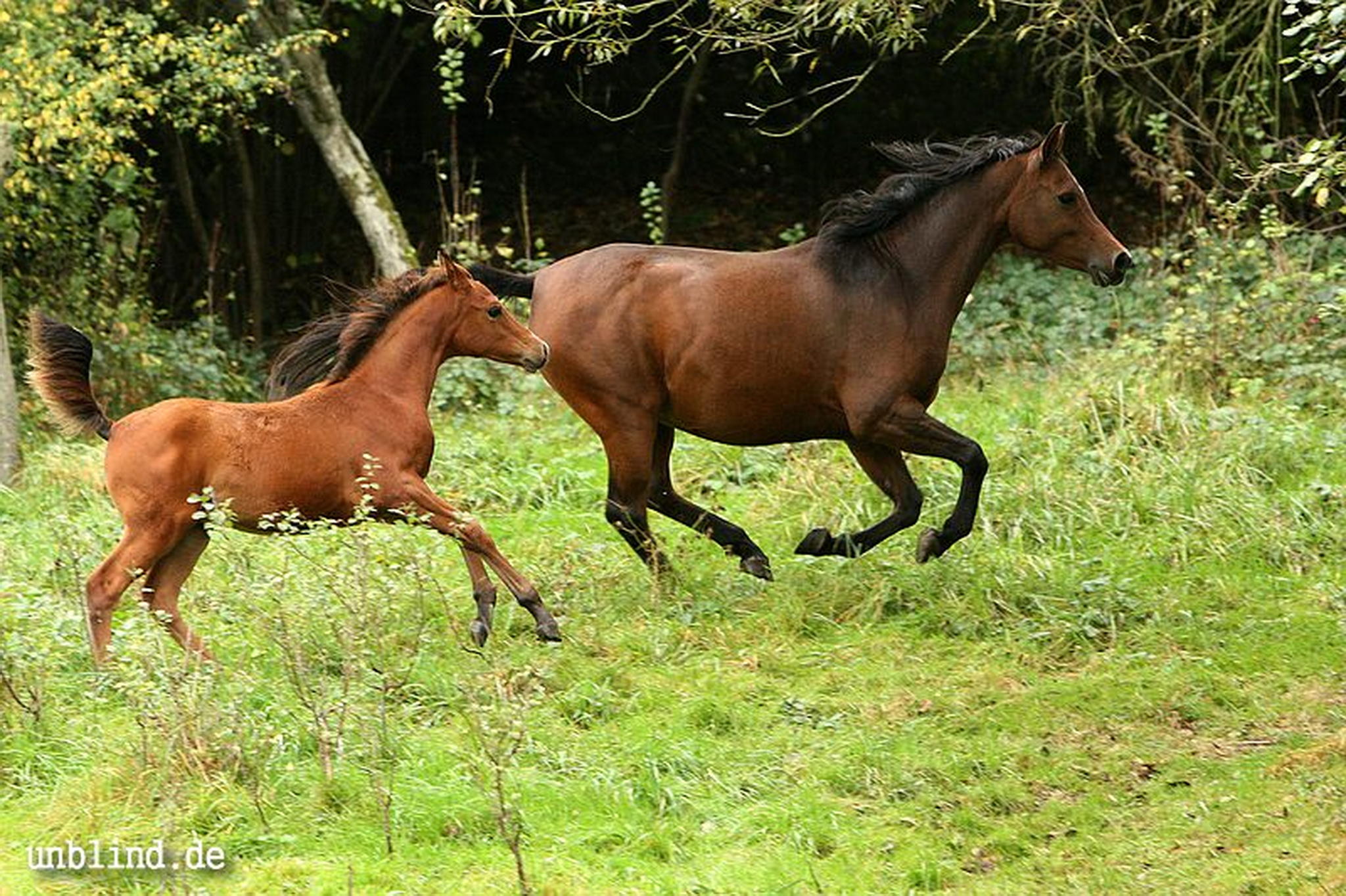 Arabische kinder 12 6240245198 o