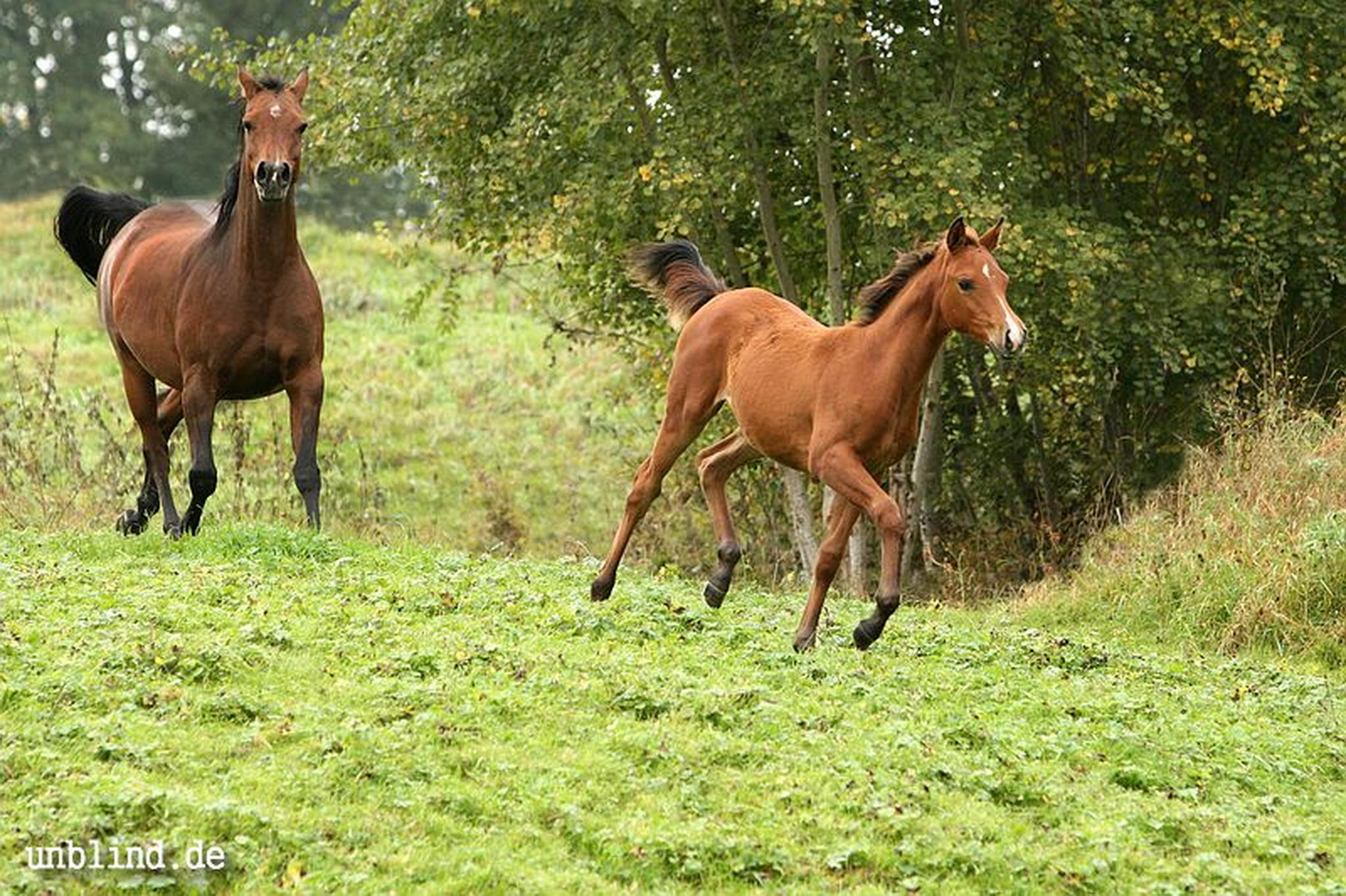 Arabische kinder 14 6239727299 o