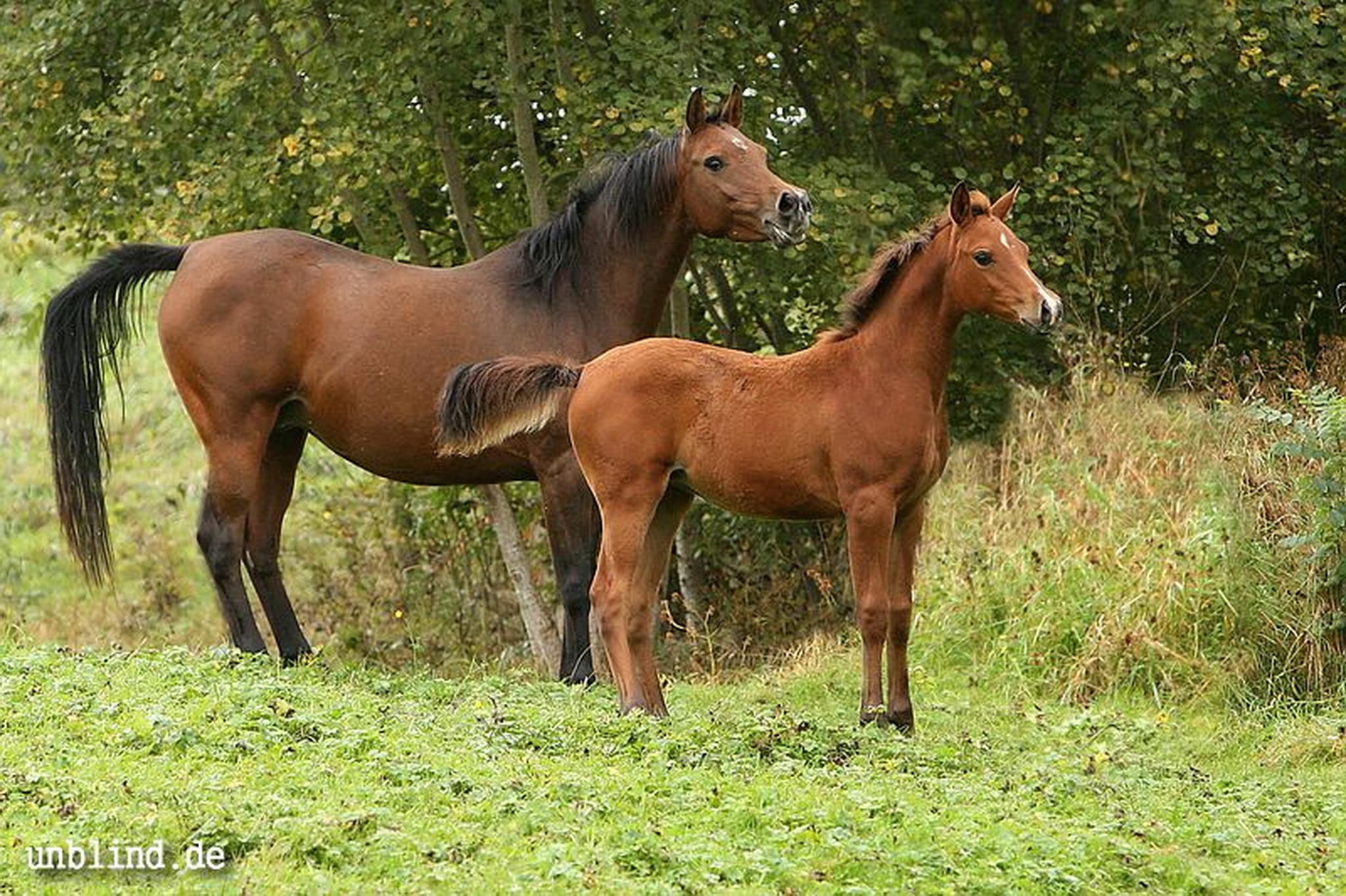 Arabische kinder 15 6239727371 o