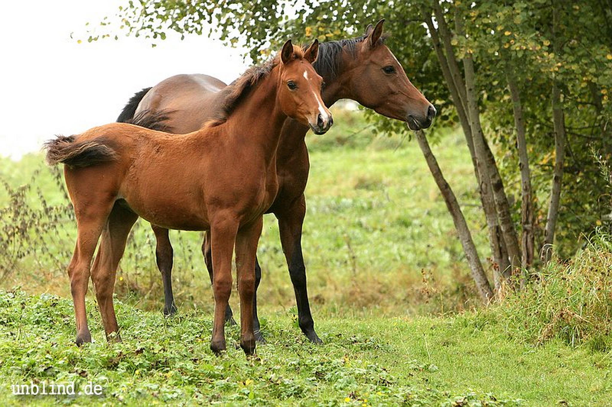 Arabische kinder 16 6240245432 o