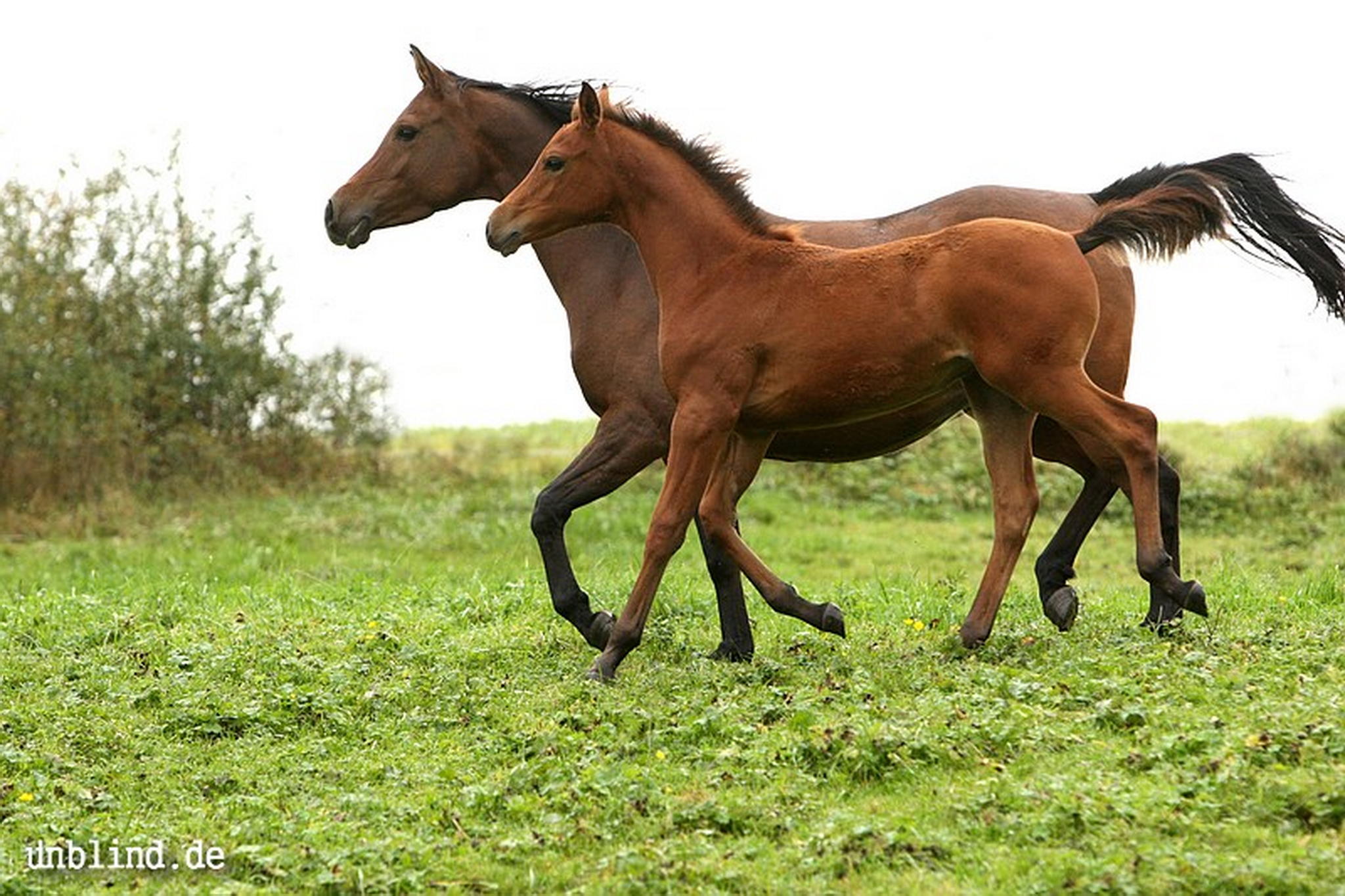 Arabische kinder 17 6240245548 o