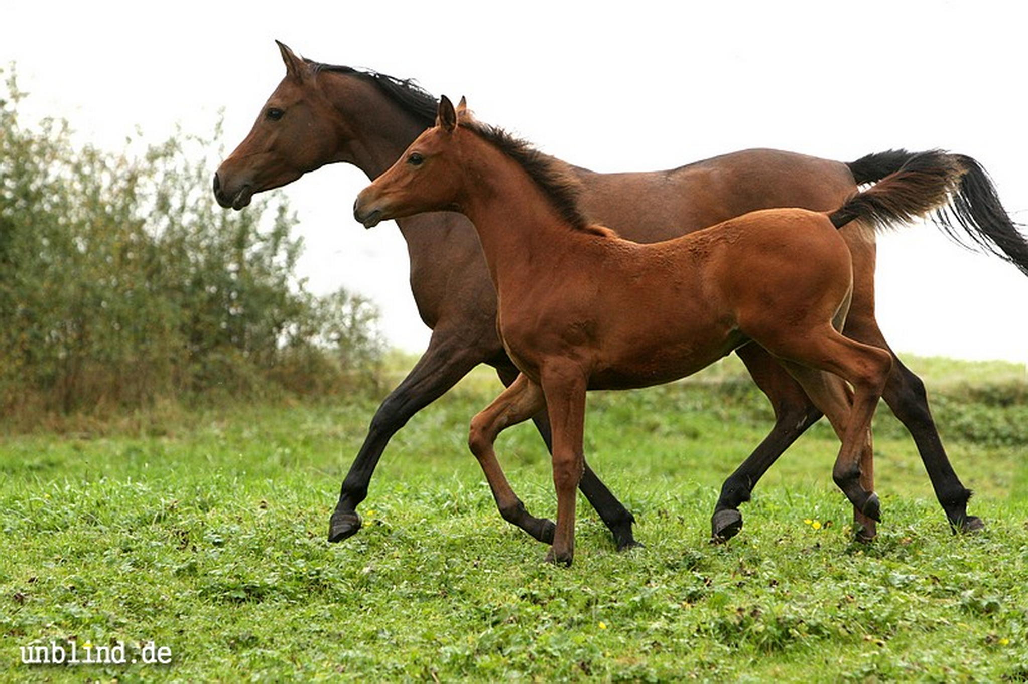 Arabische kinder 18 6240245620 o