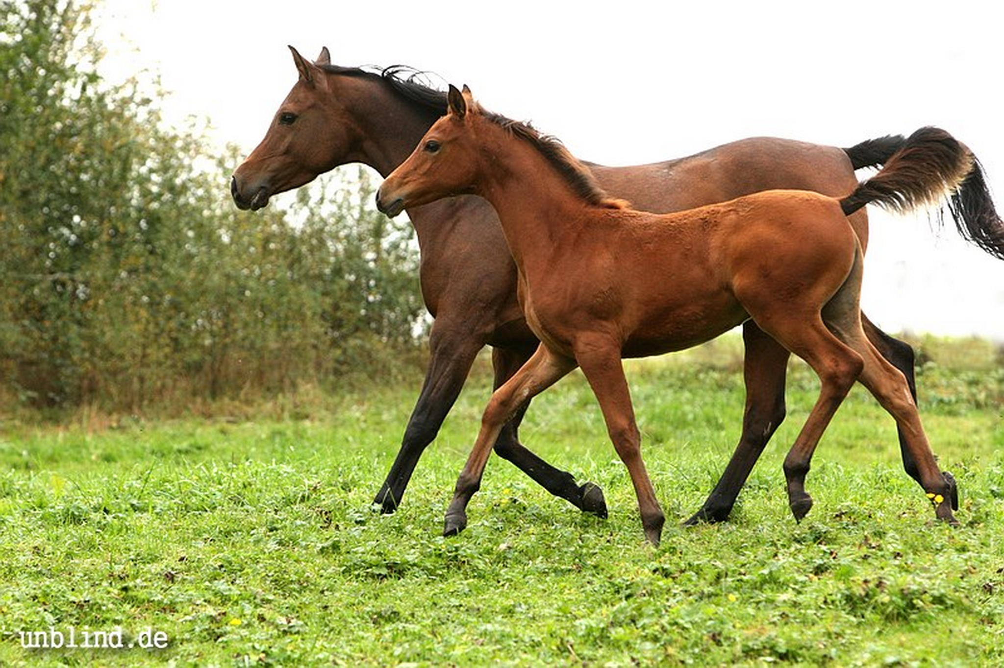 Arabische kinder 19 6239727627 o