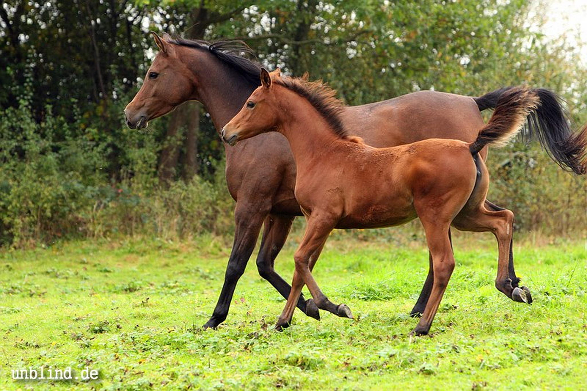 Arabische kinder 20 6239727673 o