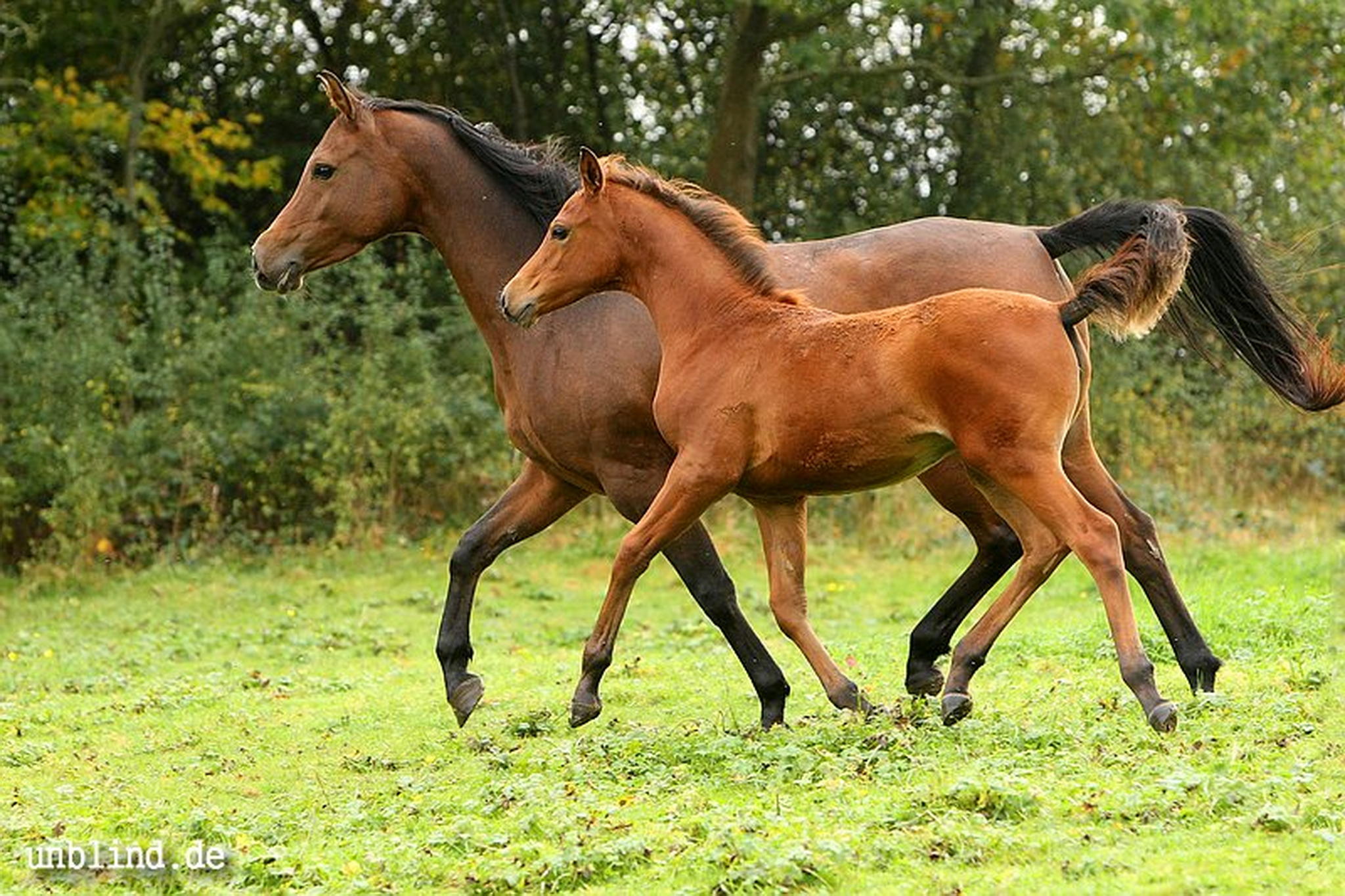 Arabische kinder 21 6240245796 o