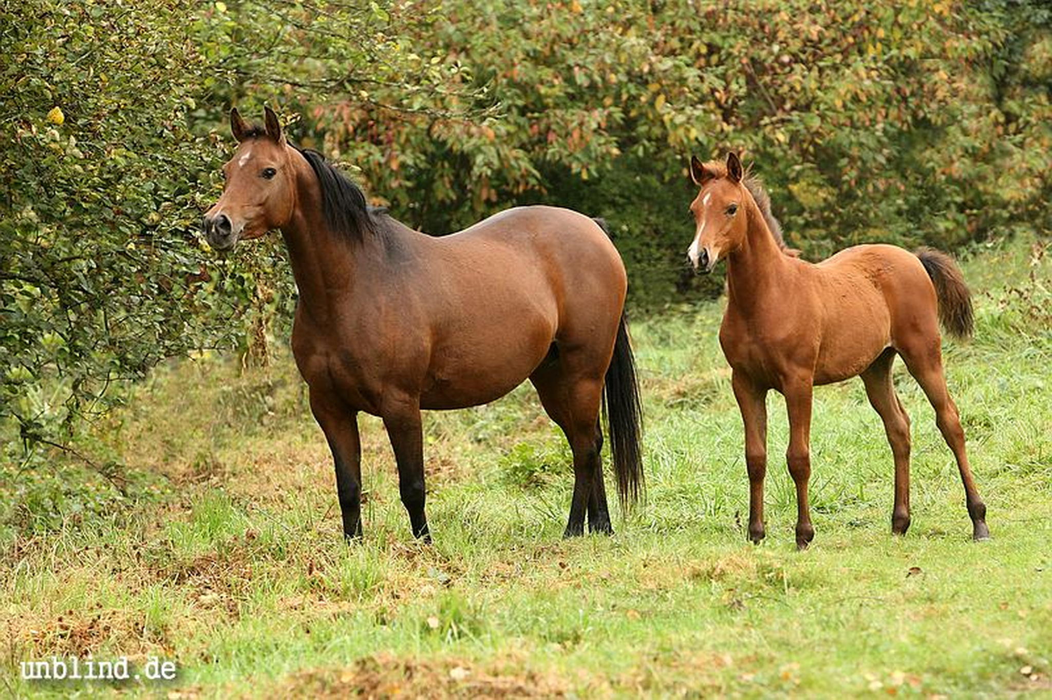 Arabische kinder 22 6239727749 o