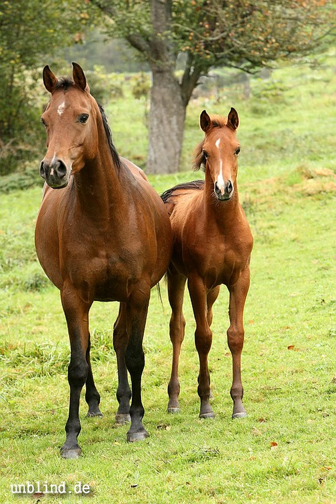 Arabische kinder 23 6239727803 o