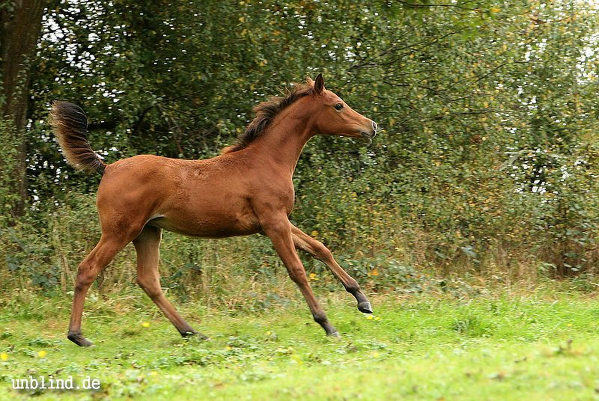 Arabische kinder 24 6240245936 o