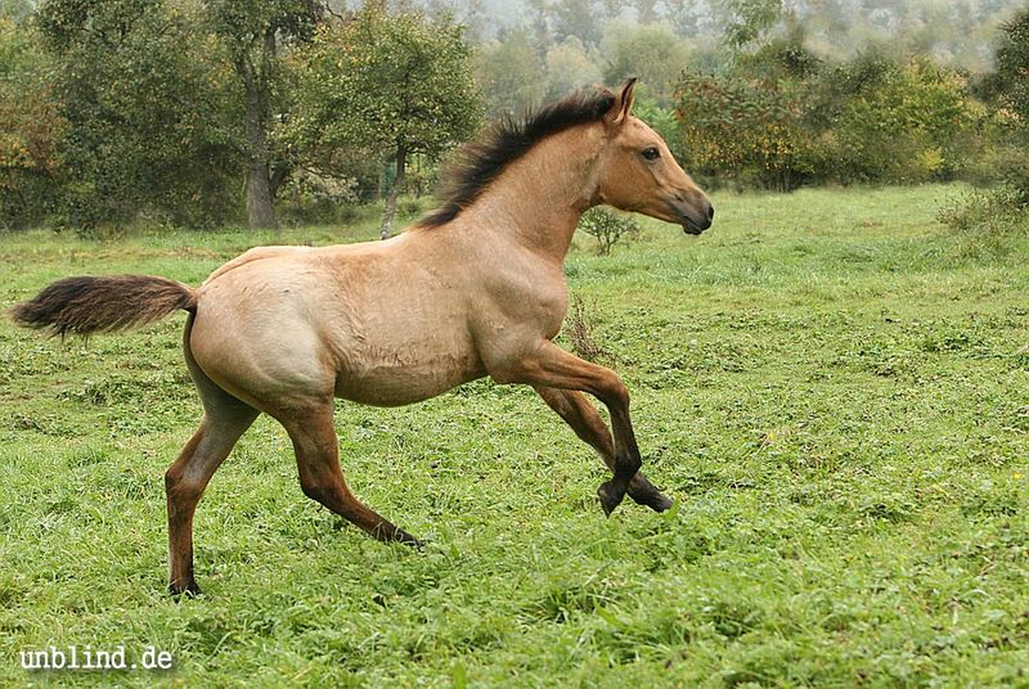 Arabische kinder 26 6239727965 o