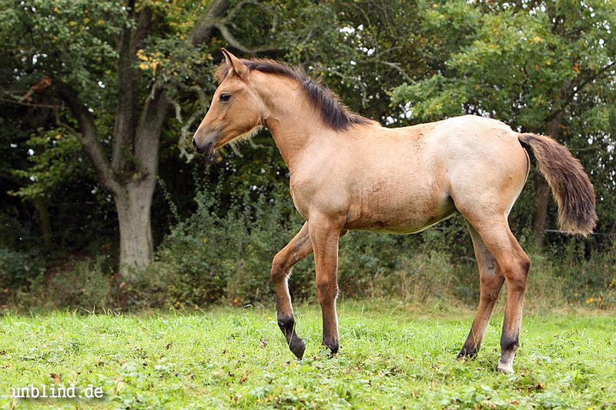 Arabische kinder 27 6240246092 o