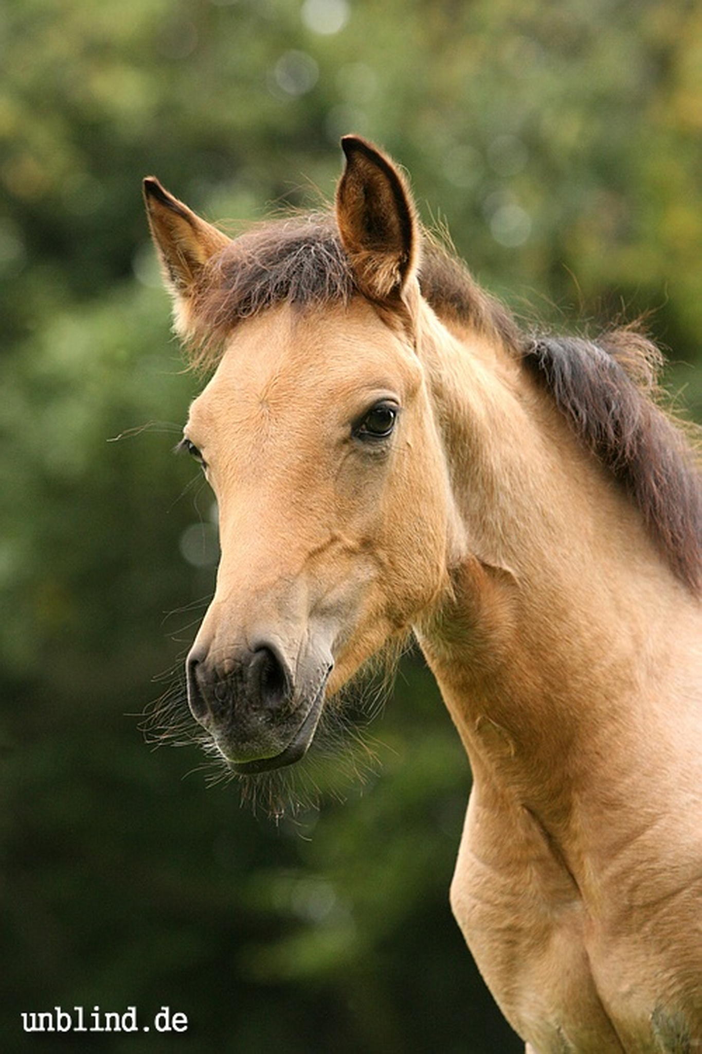 Arabische kinder 28 6239728051 o