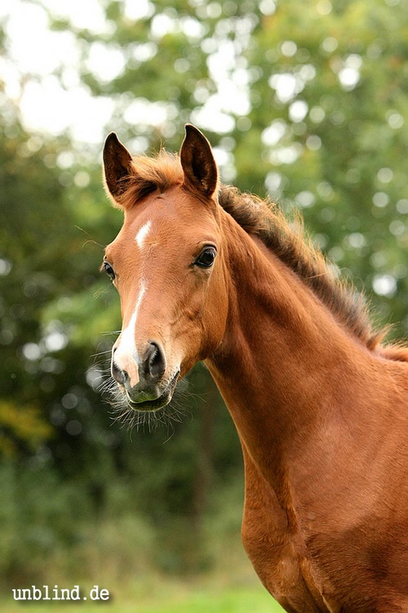 Arabische kinder 30 6239728147 o