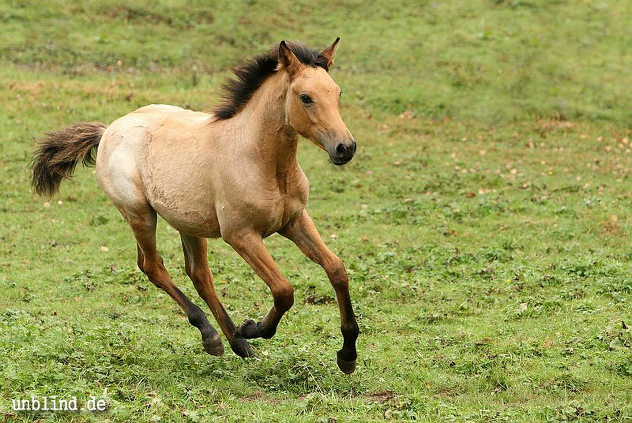 Arabische kinder 31 6239728191 o