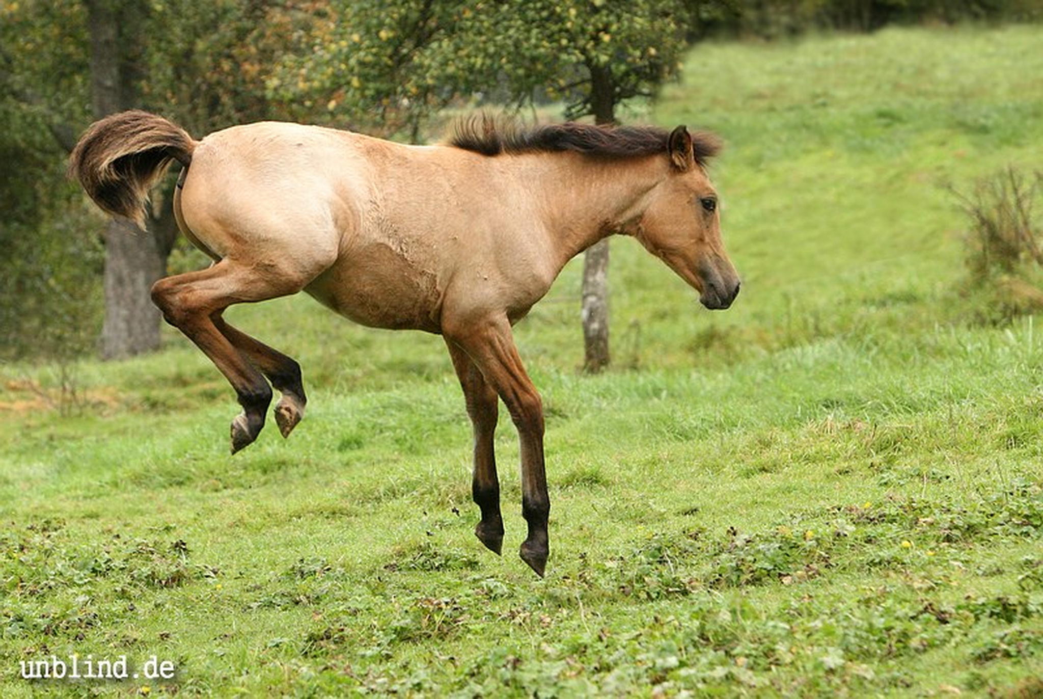 Arabische kinder 33 6240246428 o