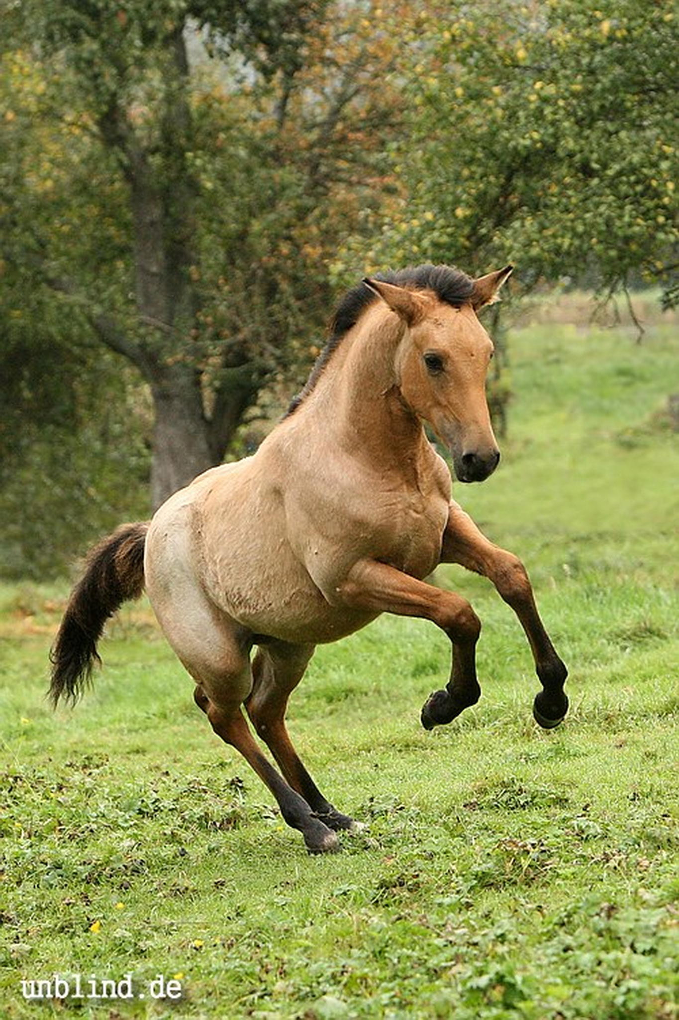 Arabische kinder 34 6239728341 o