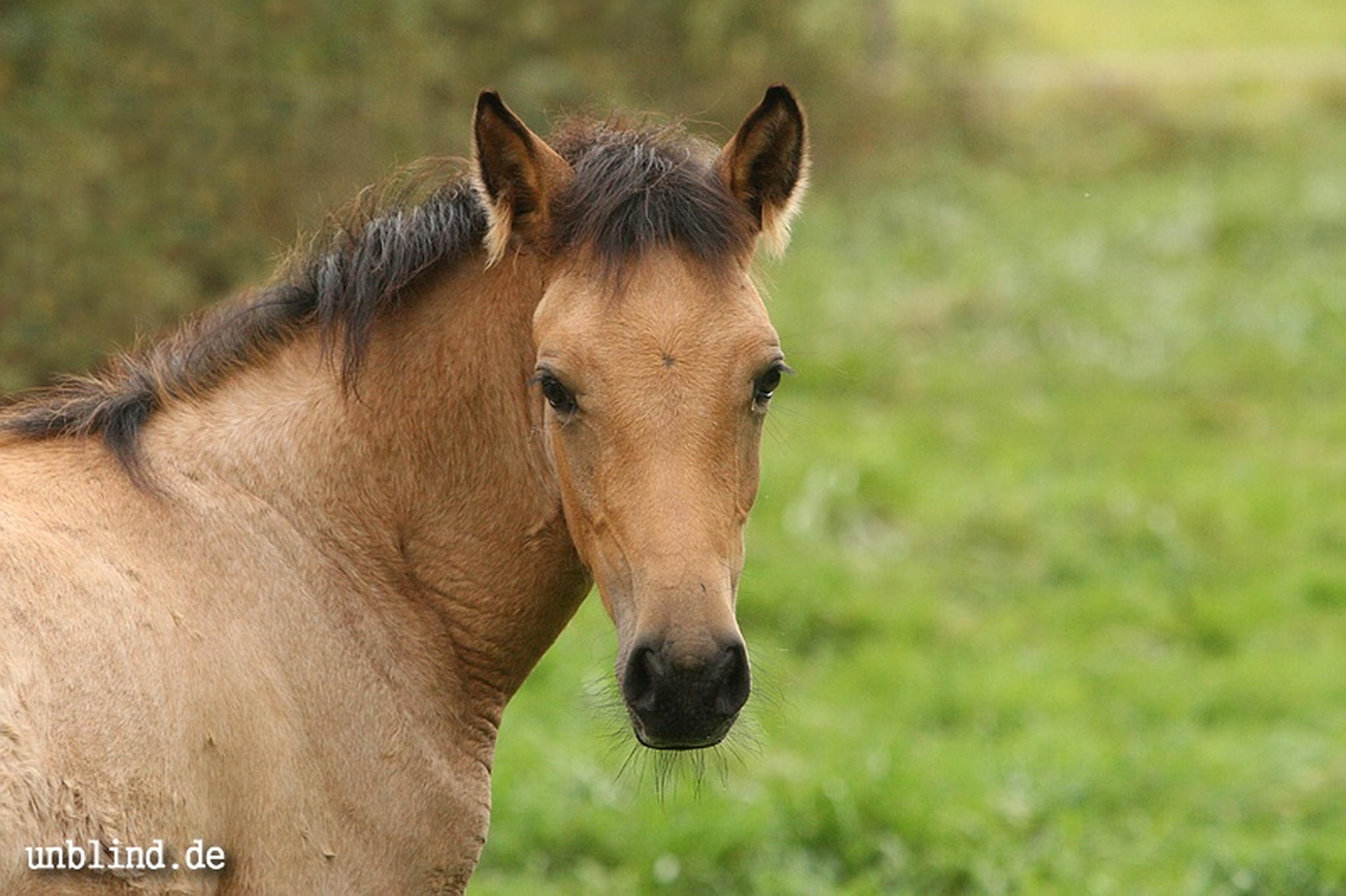 Arabische kinder 35 6239728409 o