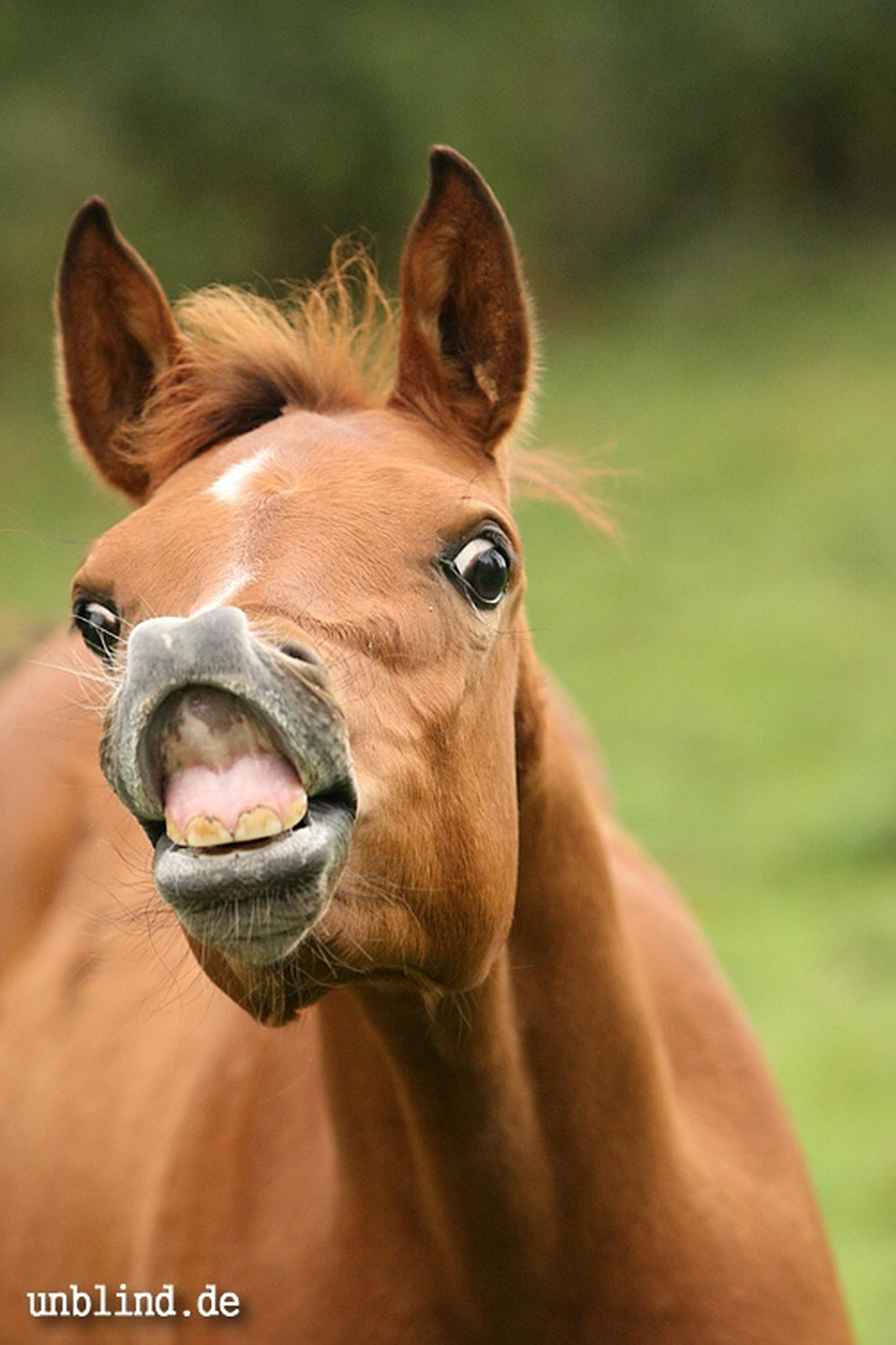 Arabische kinder 36 6240246576 o