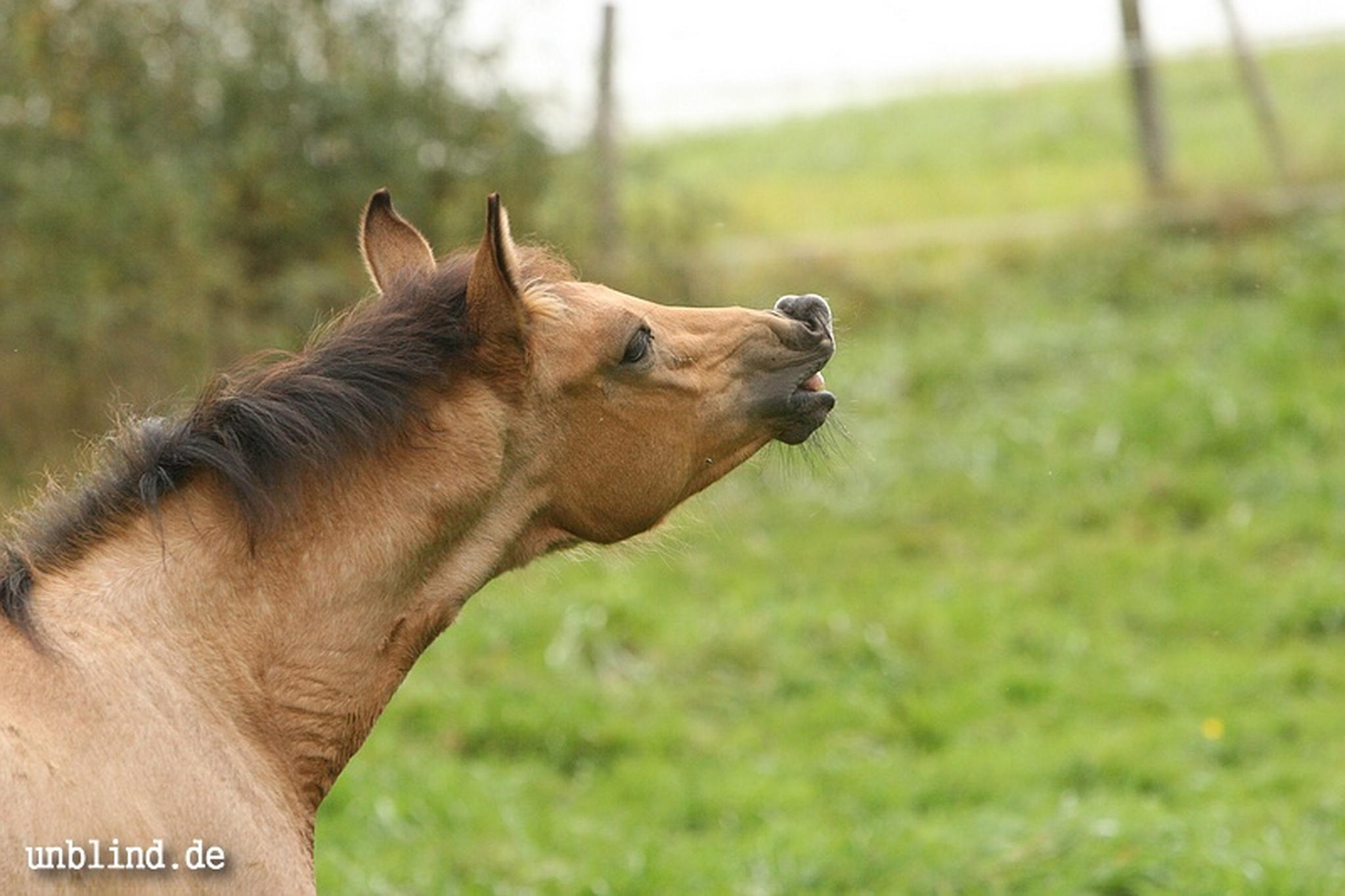 Arabische kinder 37 6239728527 o