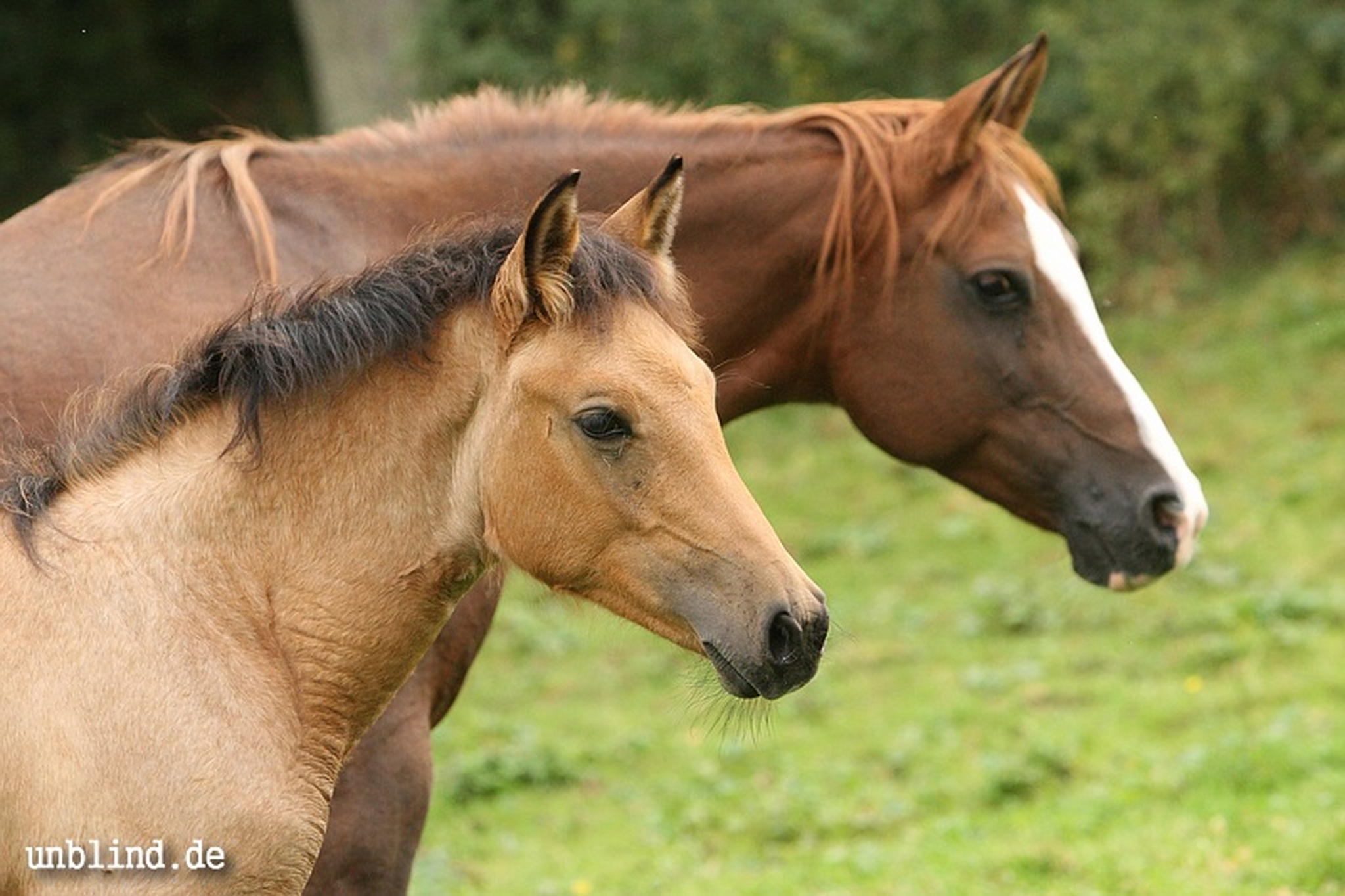 Arabische kinder 38 6239728561 o