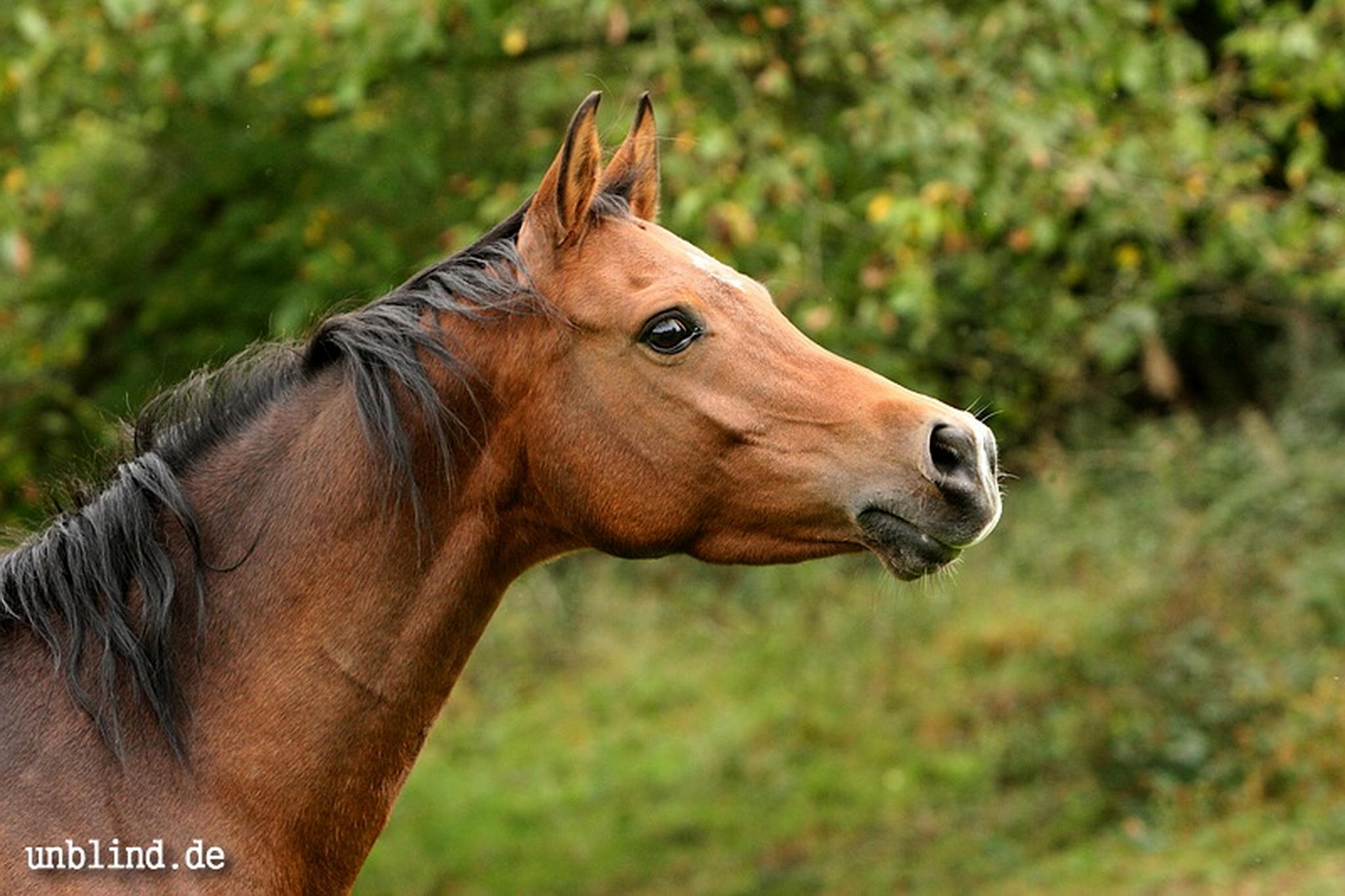 Arabische kinder 39 6239728619 o