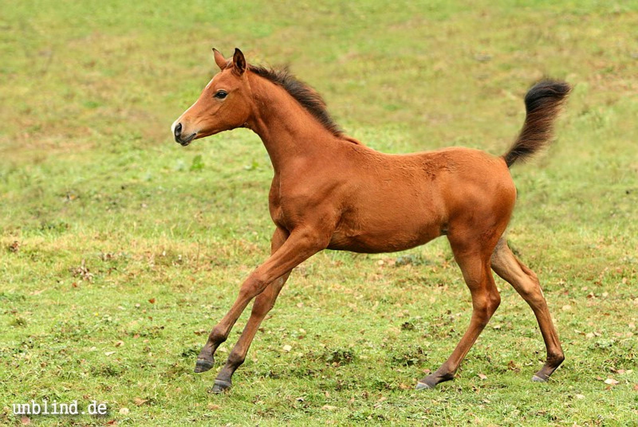 Arabische kinder 41 6239728723 o