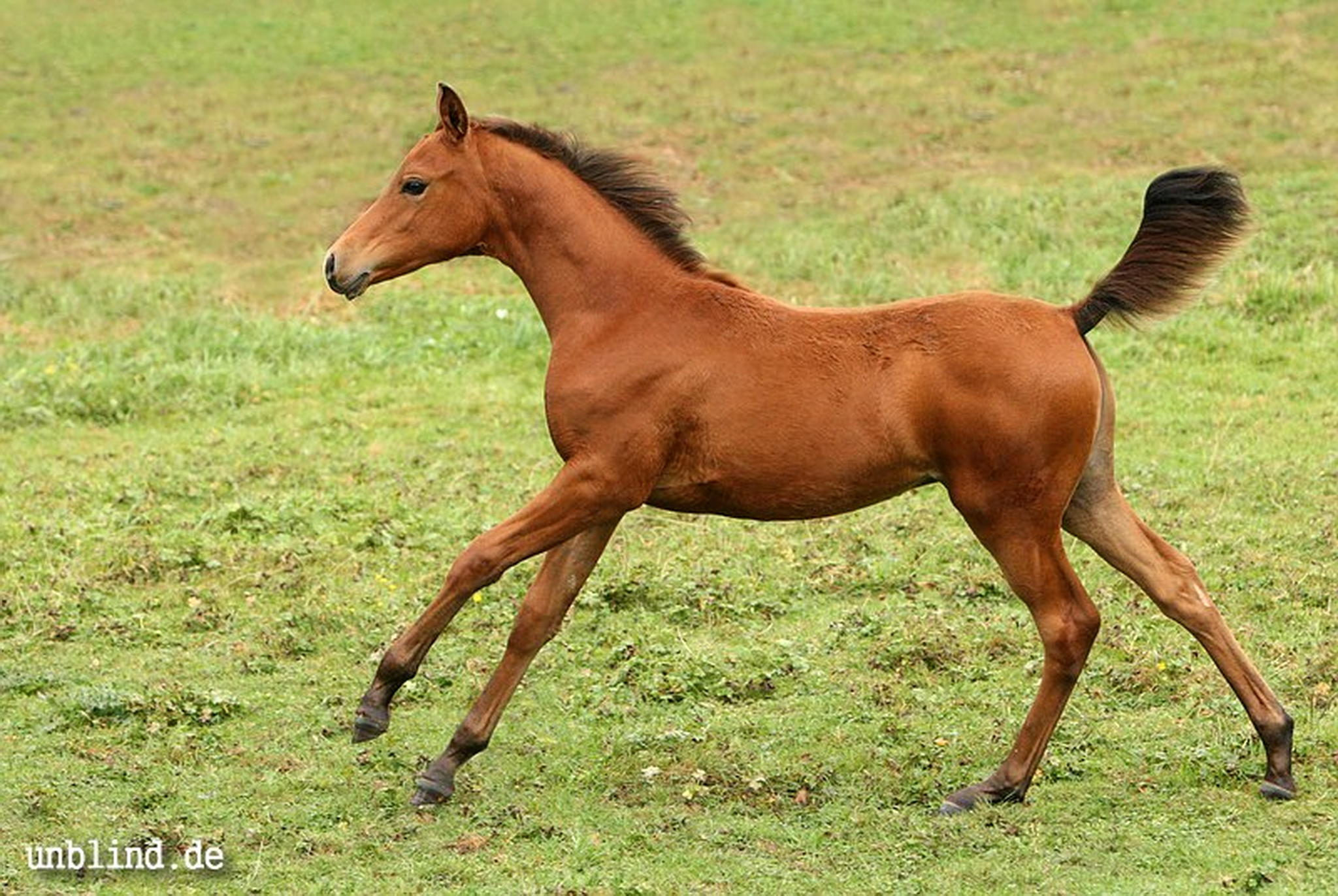 Arabische kinder 42 6240246948 o