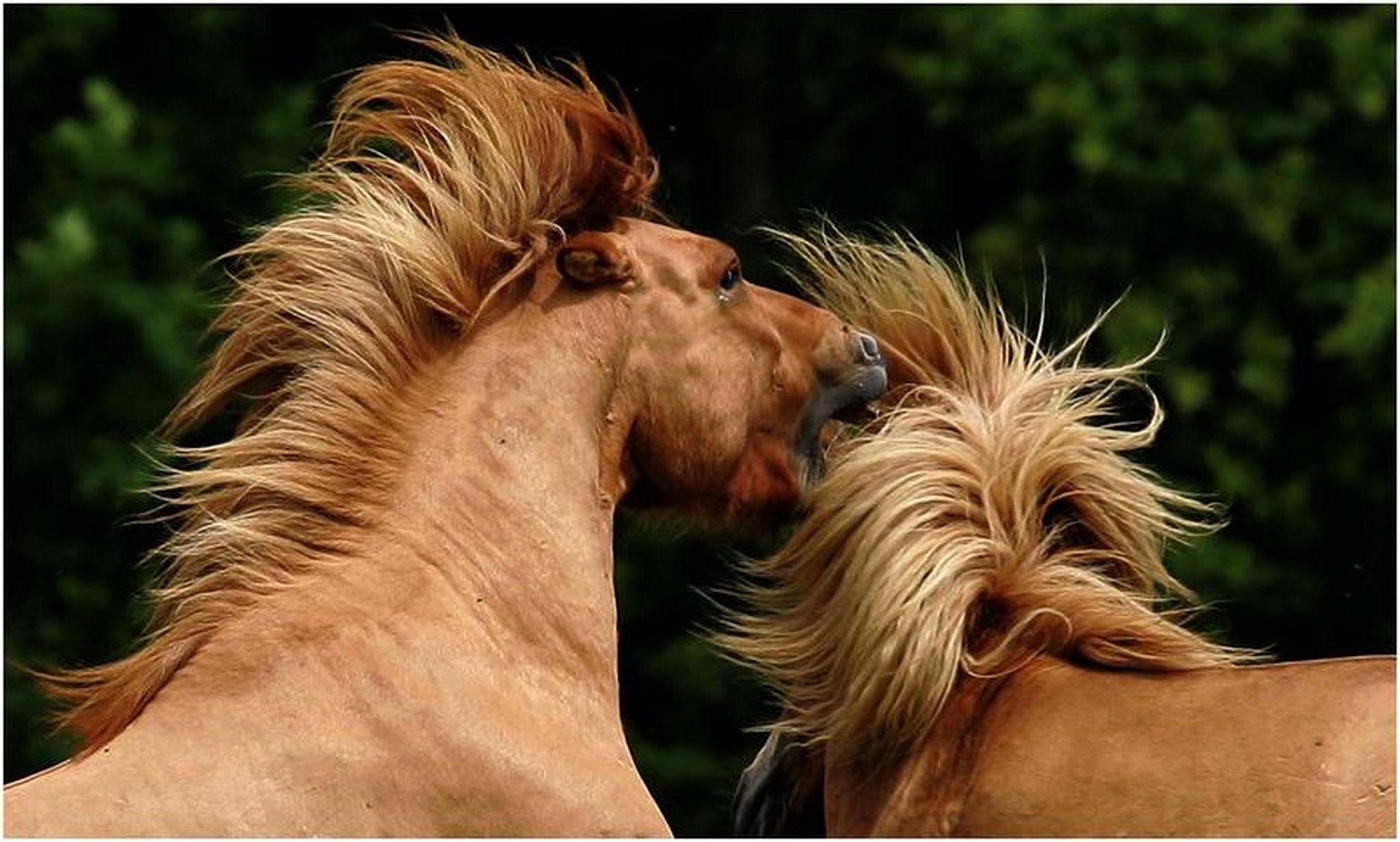 Auf ihn mit gebrll 6001632804 o