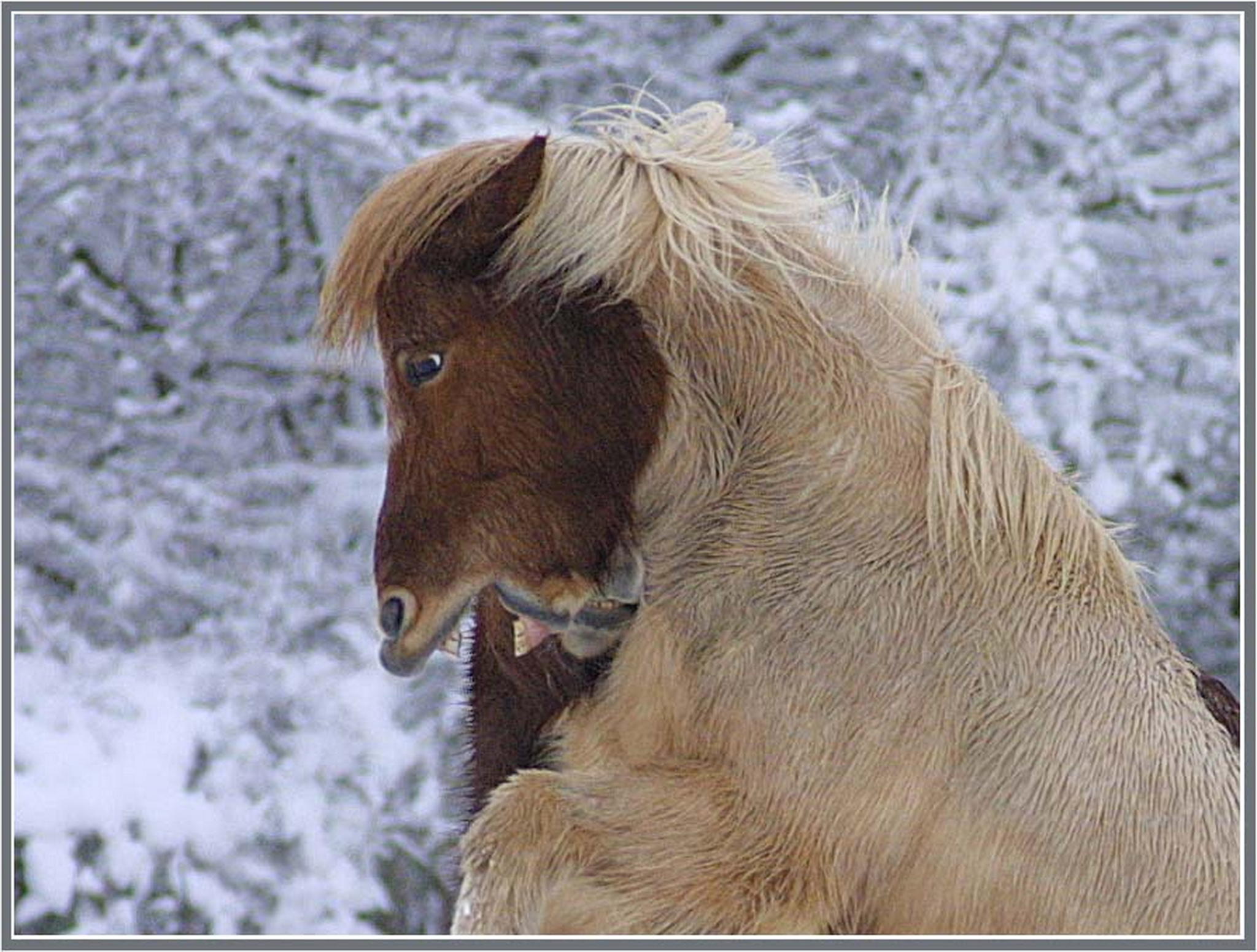 Auf ihn mit gebrll 6010823362 o