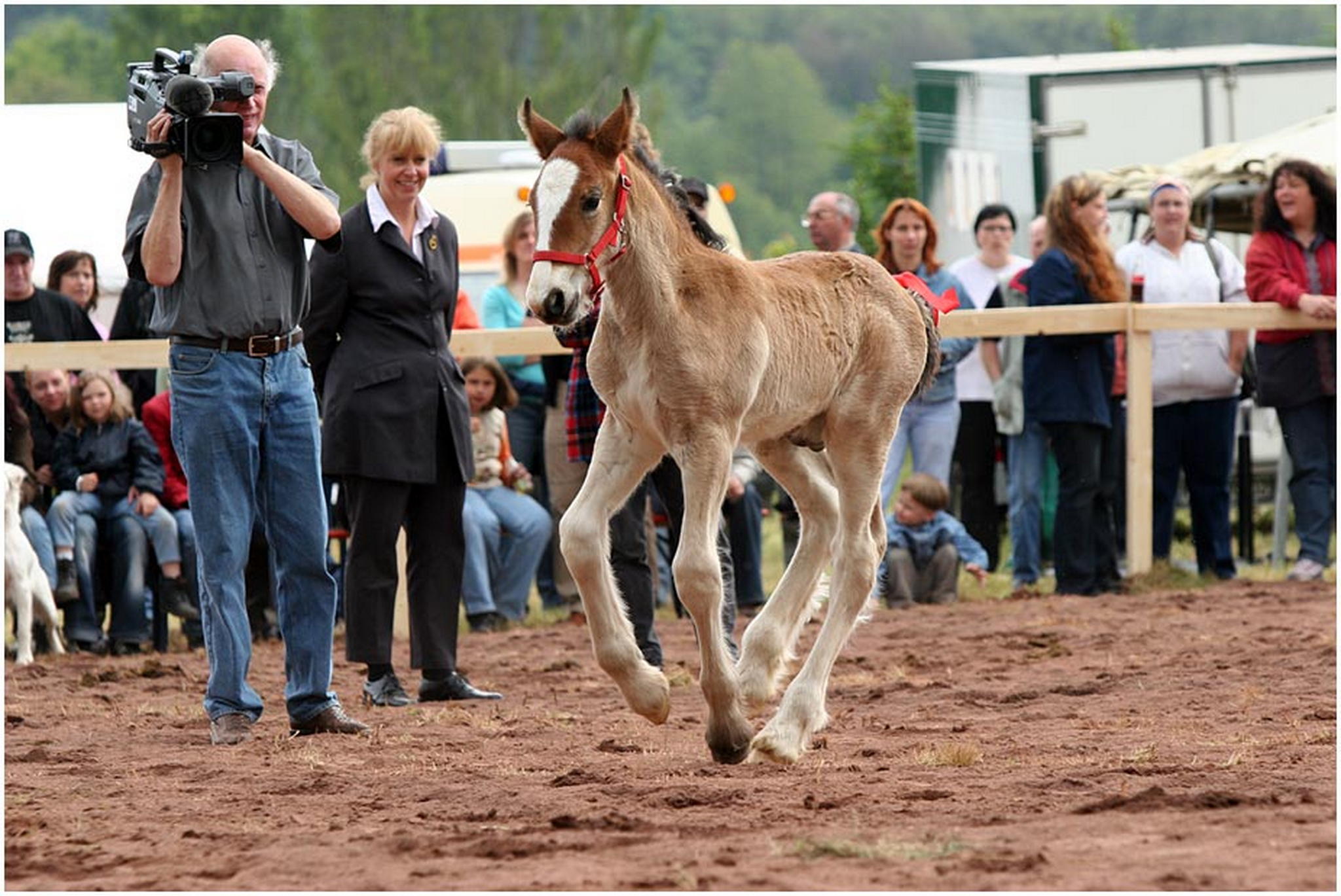 Auf zu den giganten unter den pferden 6009152389 o