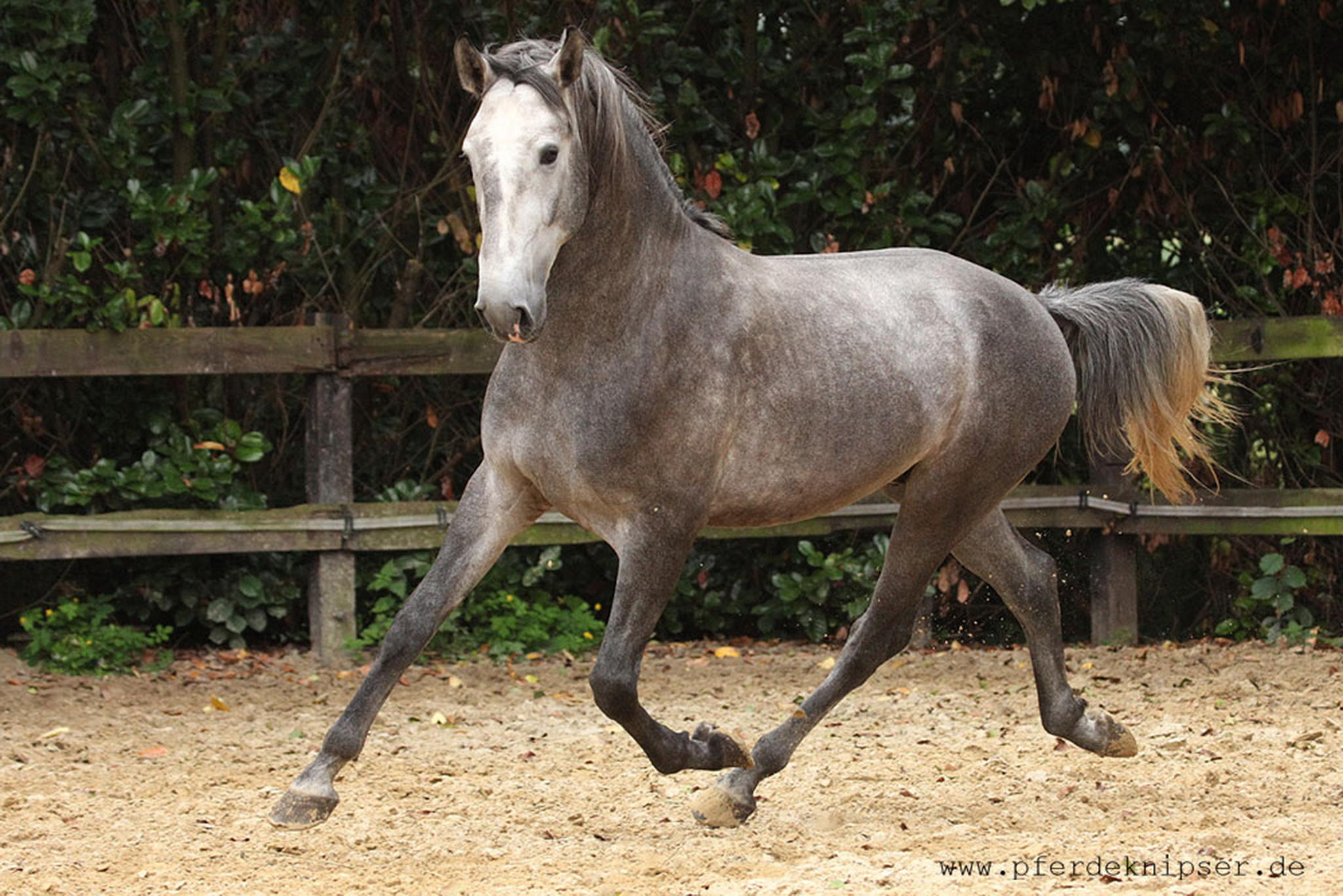 Bam bam gibt gas 5999469260 o