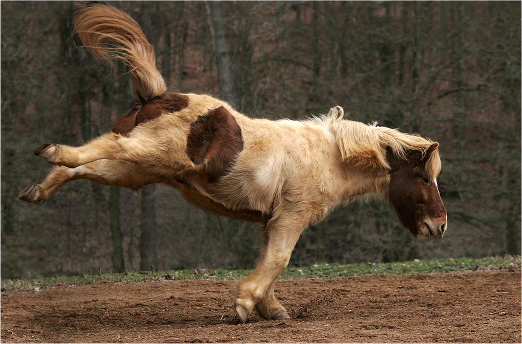 Billy bt terre  terre 6000884436 o