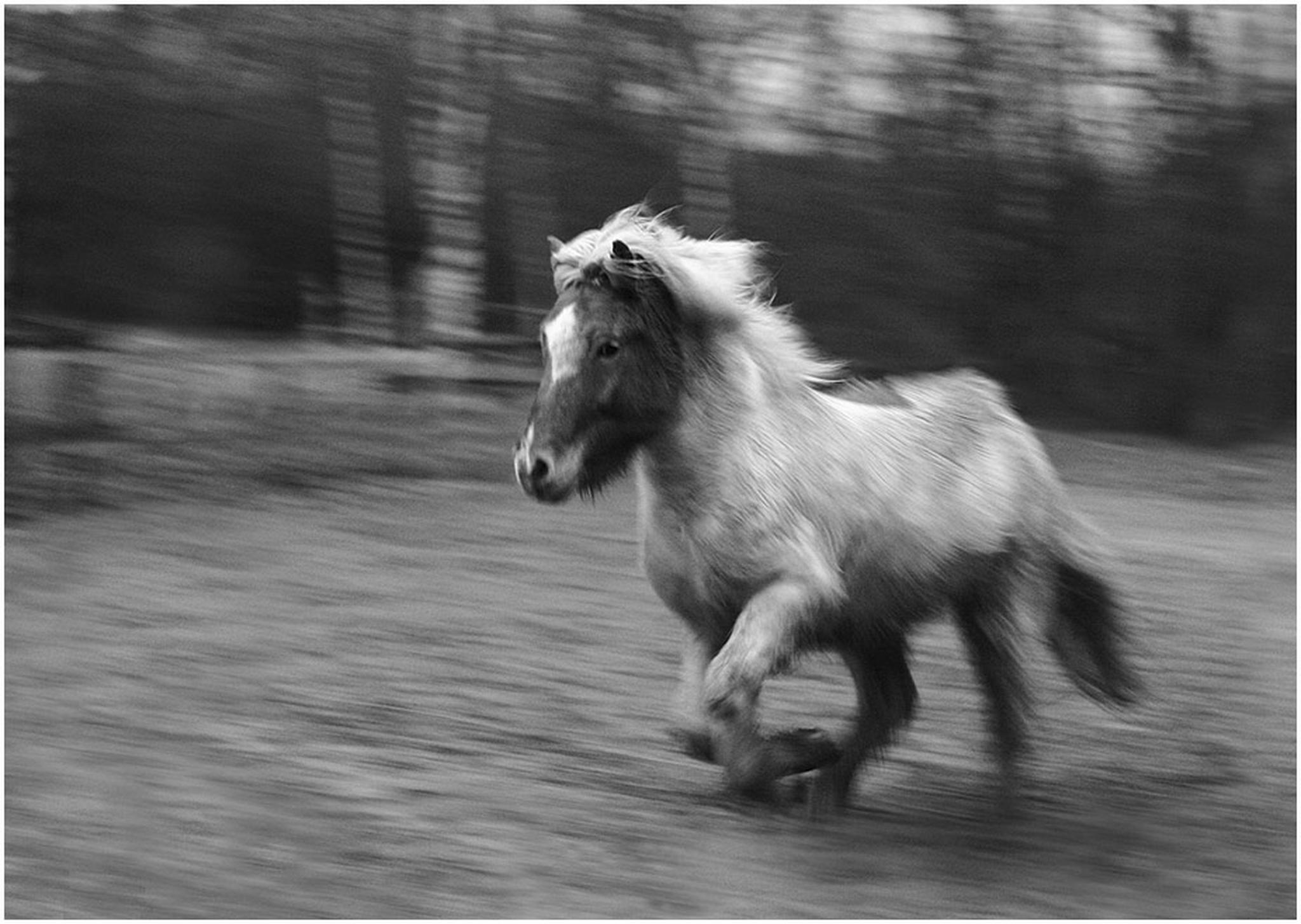 Billy im anmarsch 6009154929 o