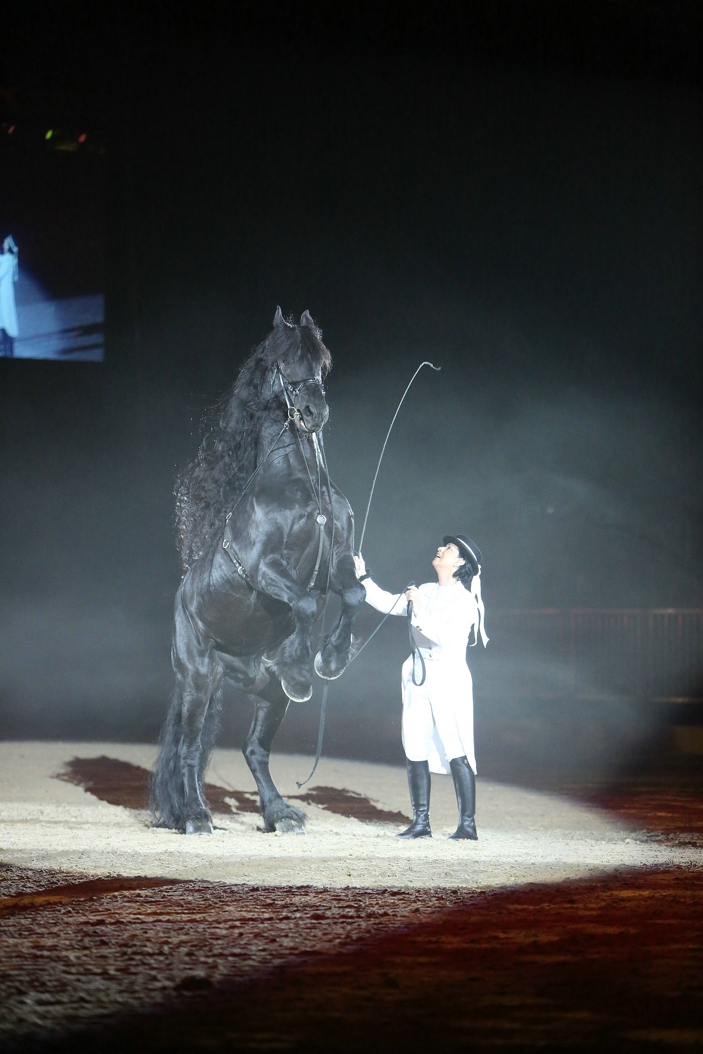 Cavallo classico becker p 09 friesen lange leine 0782 11654358076 o