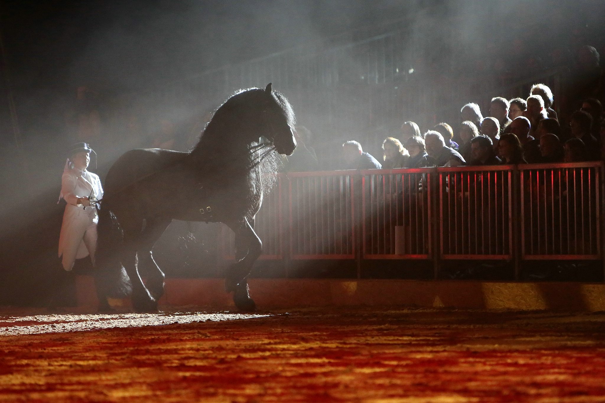 Cavallo classico becker p 09 friesen lange leine 0832 11654343966 o