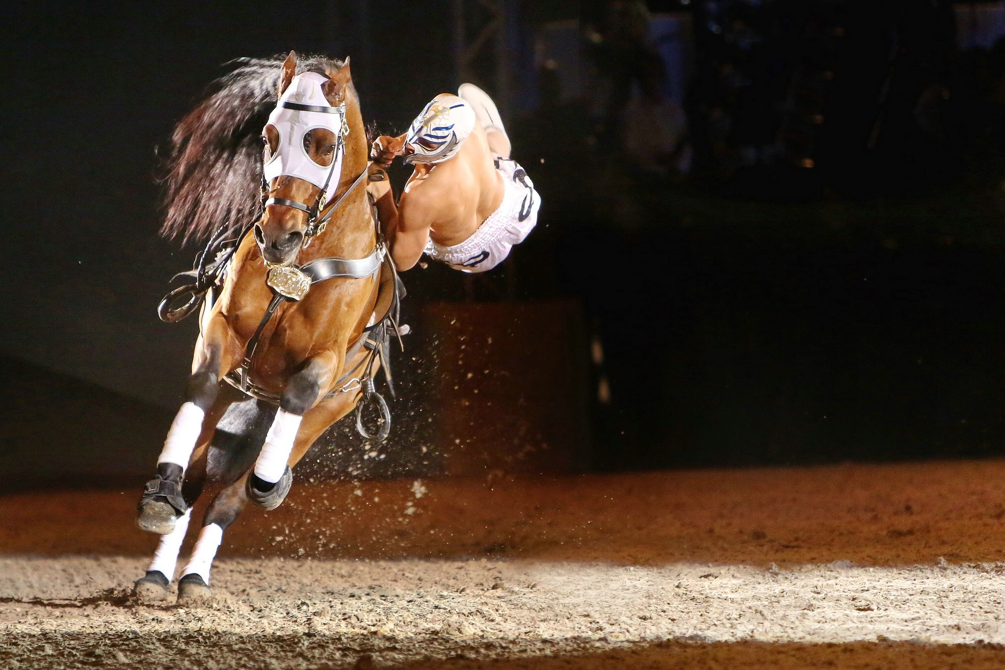 Cavallo classico becker p 10 stuntreiter 0904 11654330086 o