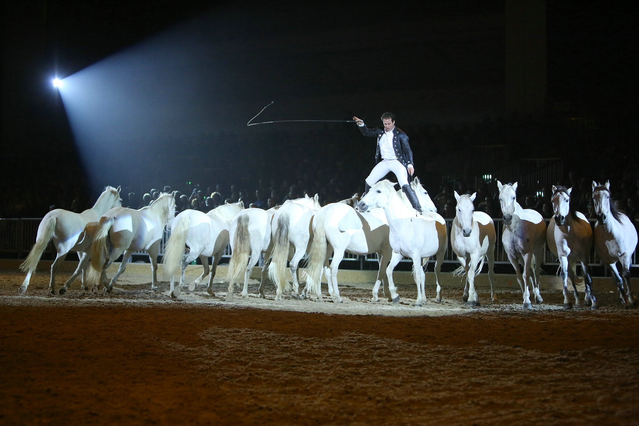 Cavallo classico becker p 13 lorenzo 1186 11654276296 o