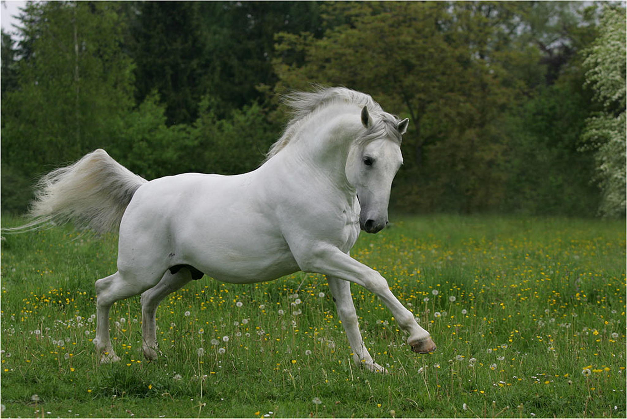 Conversano bonadea 04 6010397403 o