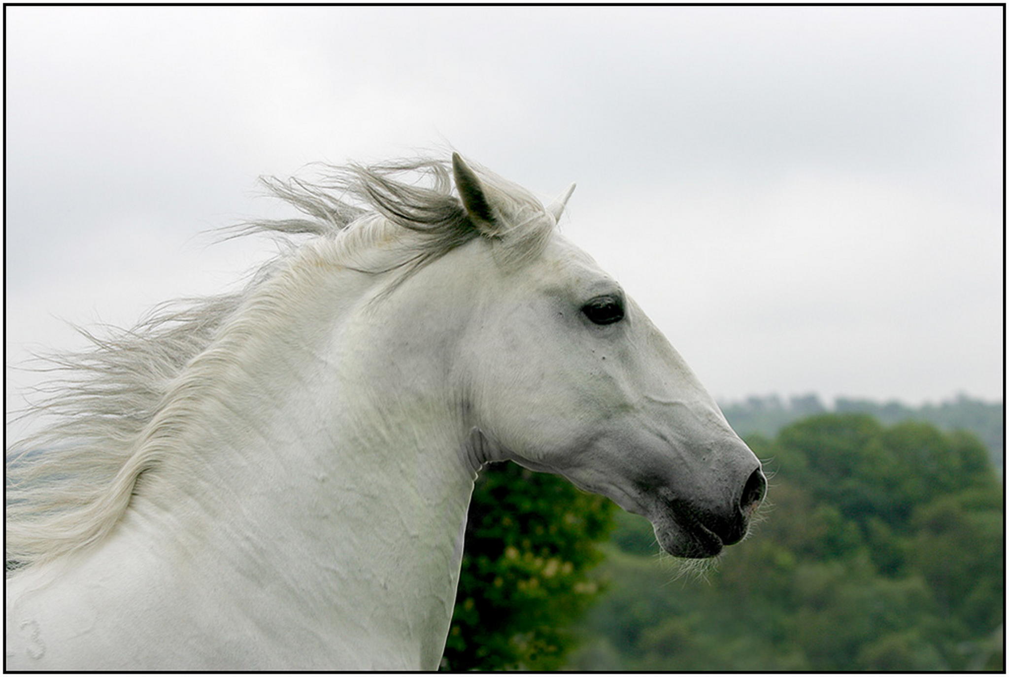 Conversano bonadea 07 6008352996 o