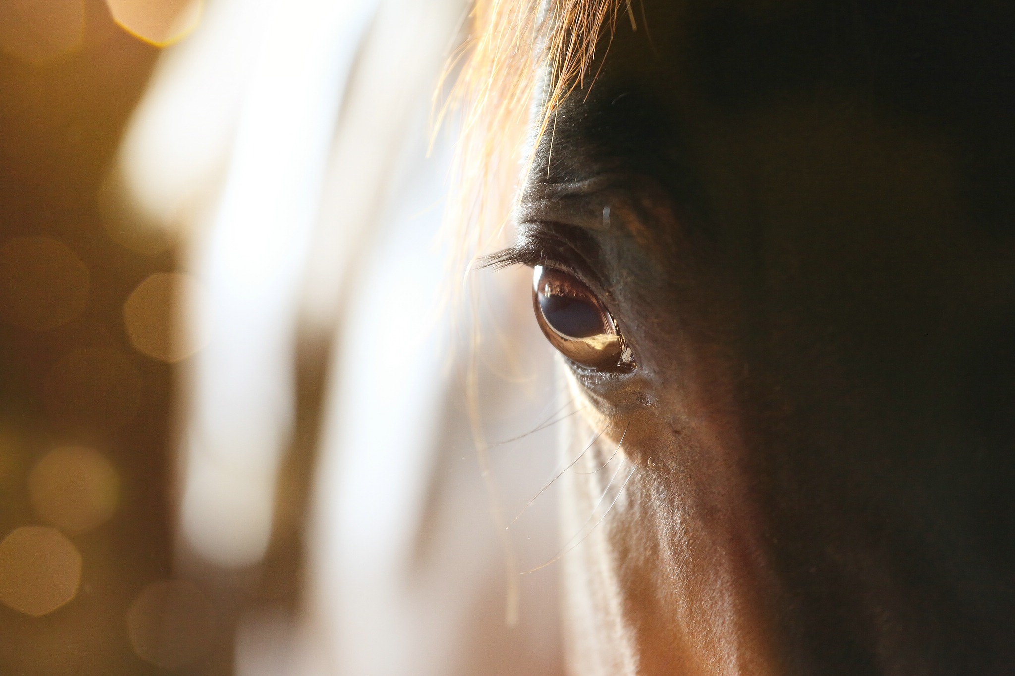 Das pferd 15244849060 o